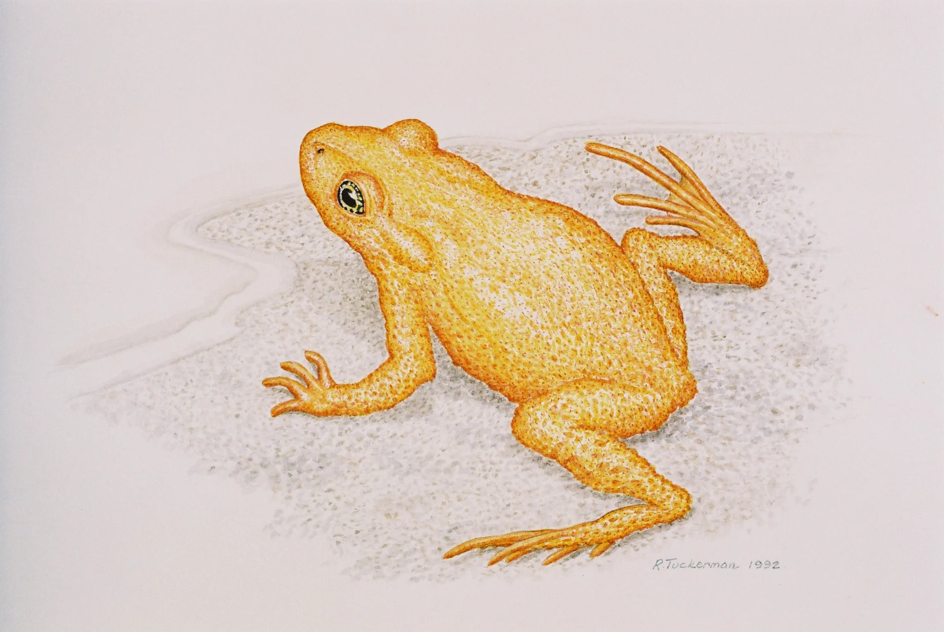 Golden Toad
