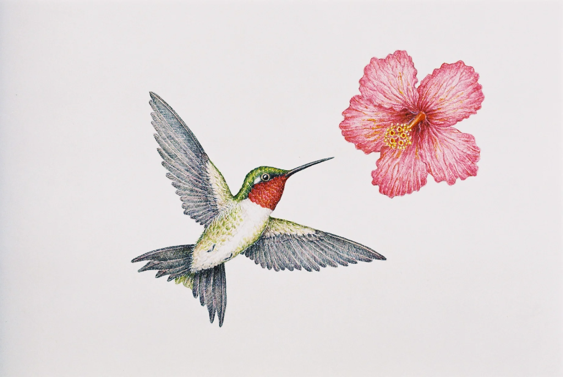 Ruby Throat Hummingbird