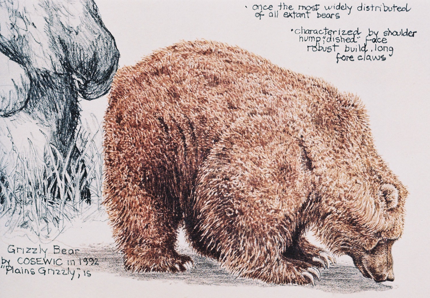 Grizzly Bear