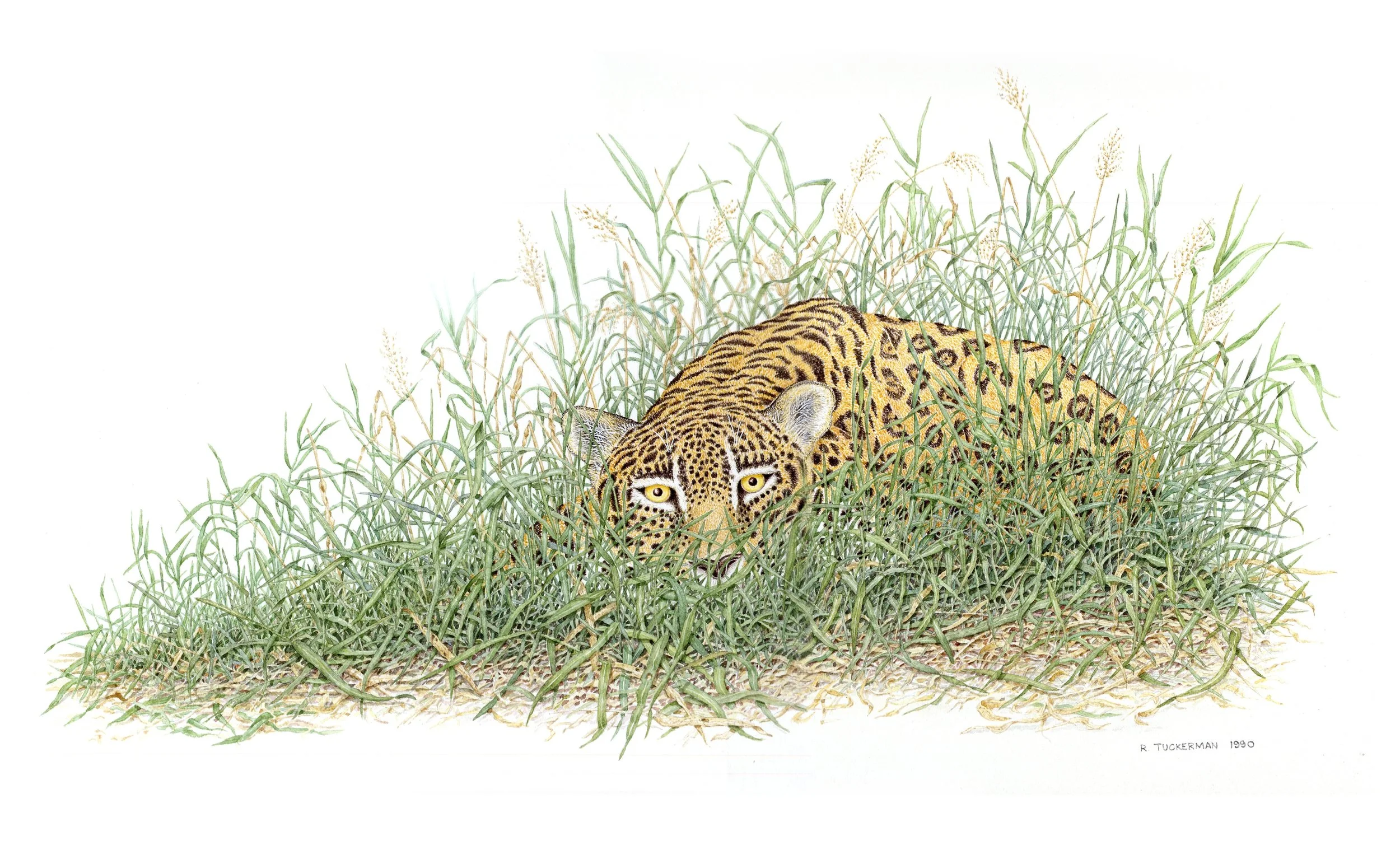 Jaguar