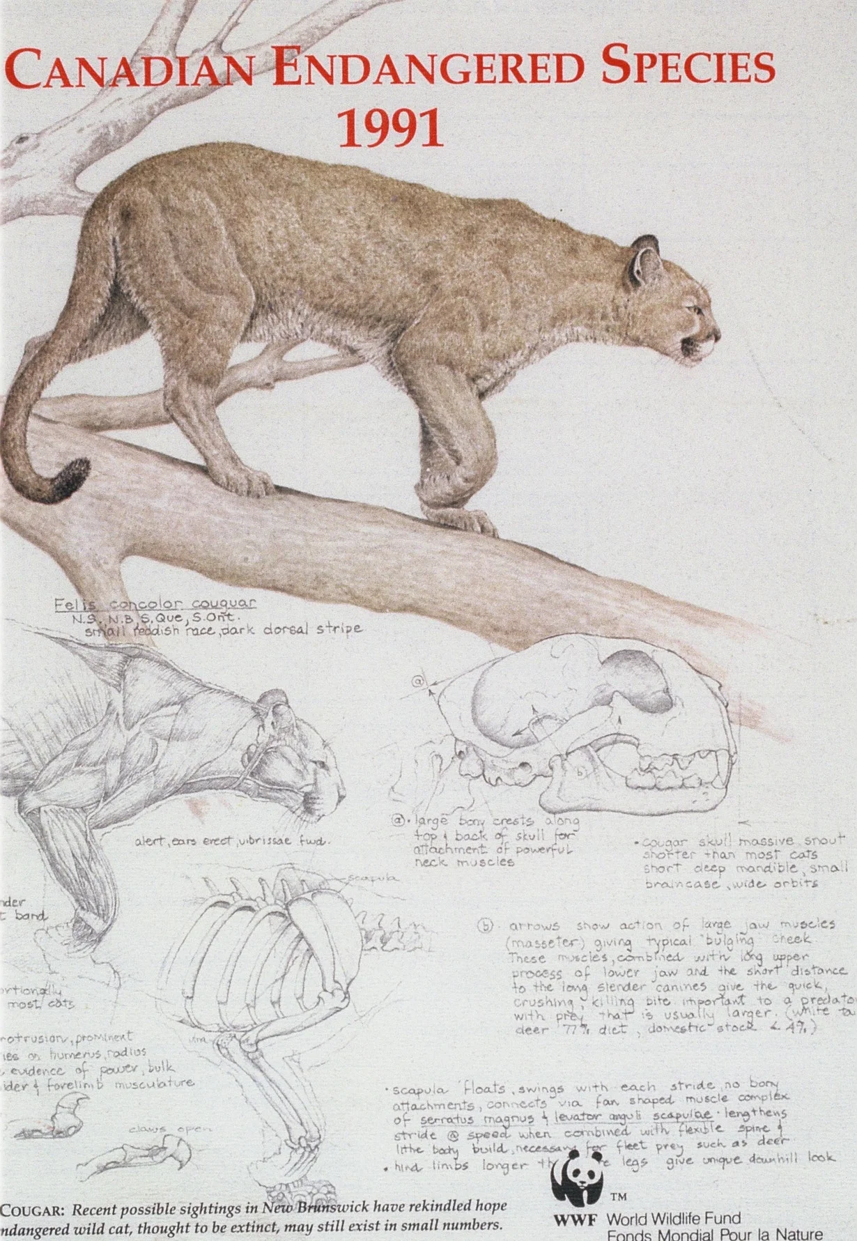 Endangered Species Booklet