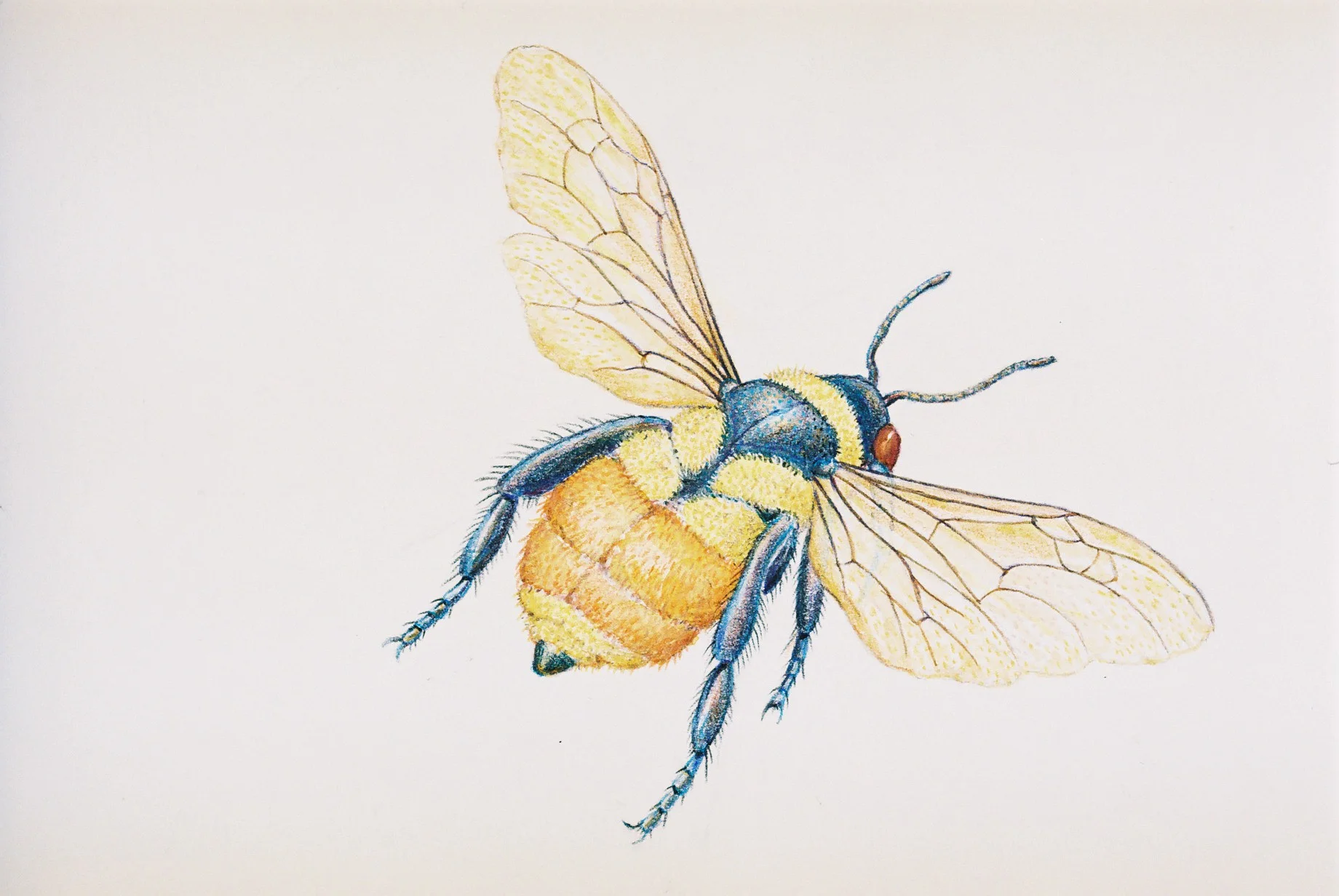 Red Belted Bumblebee