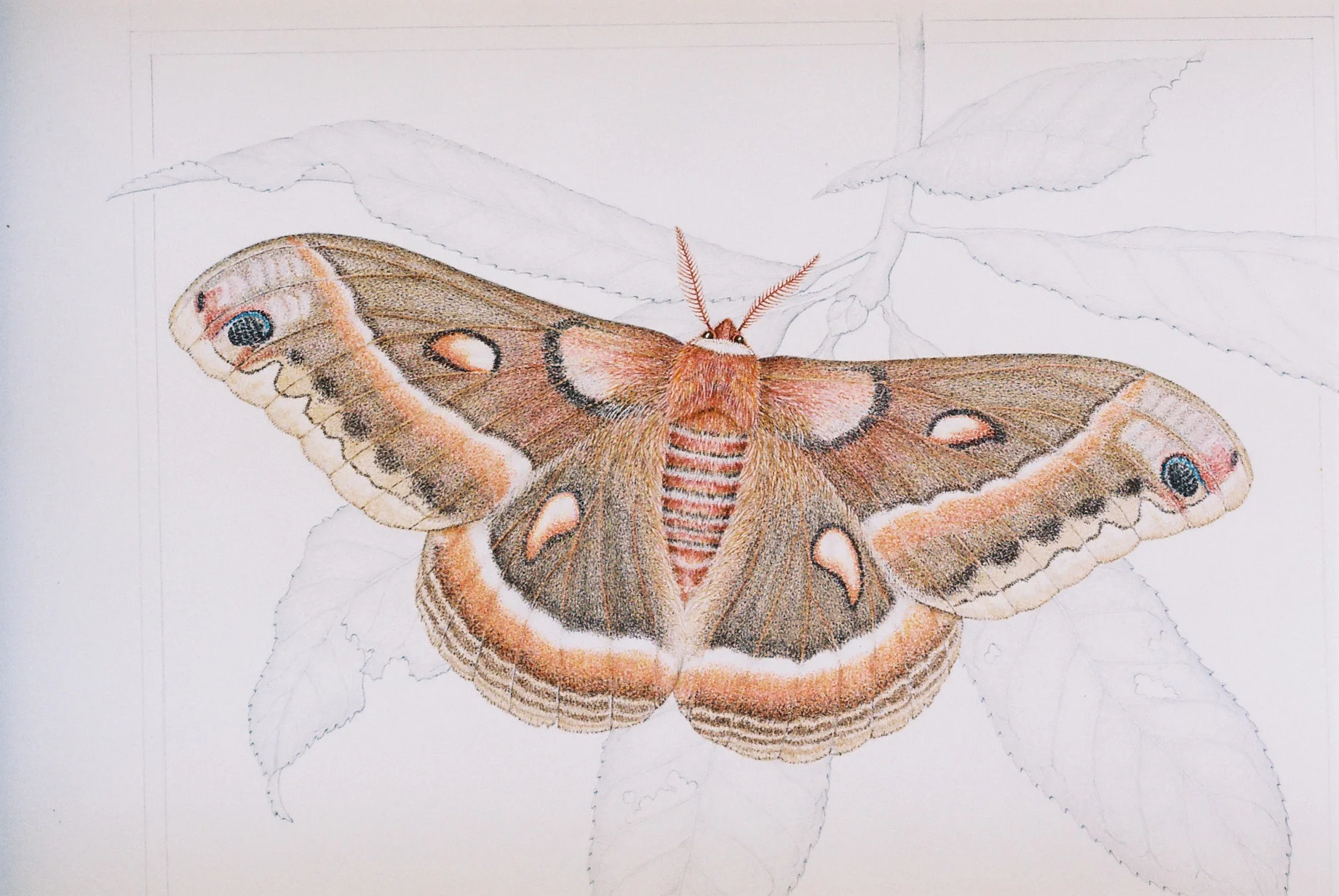 Hyalophora Ceropia