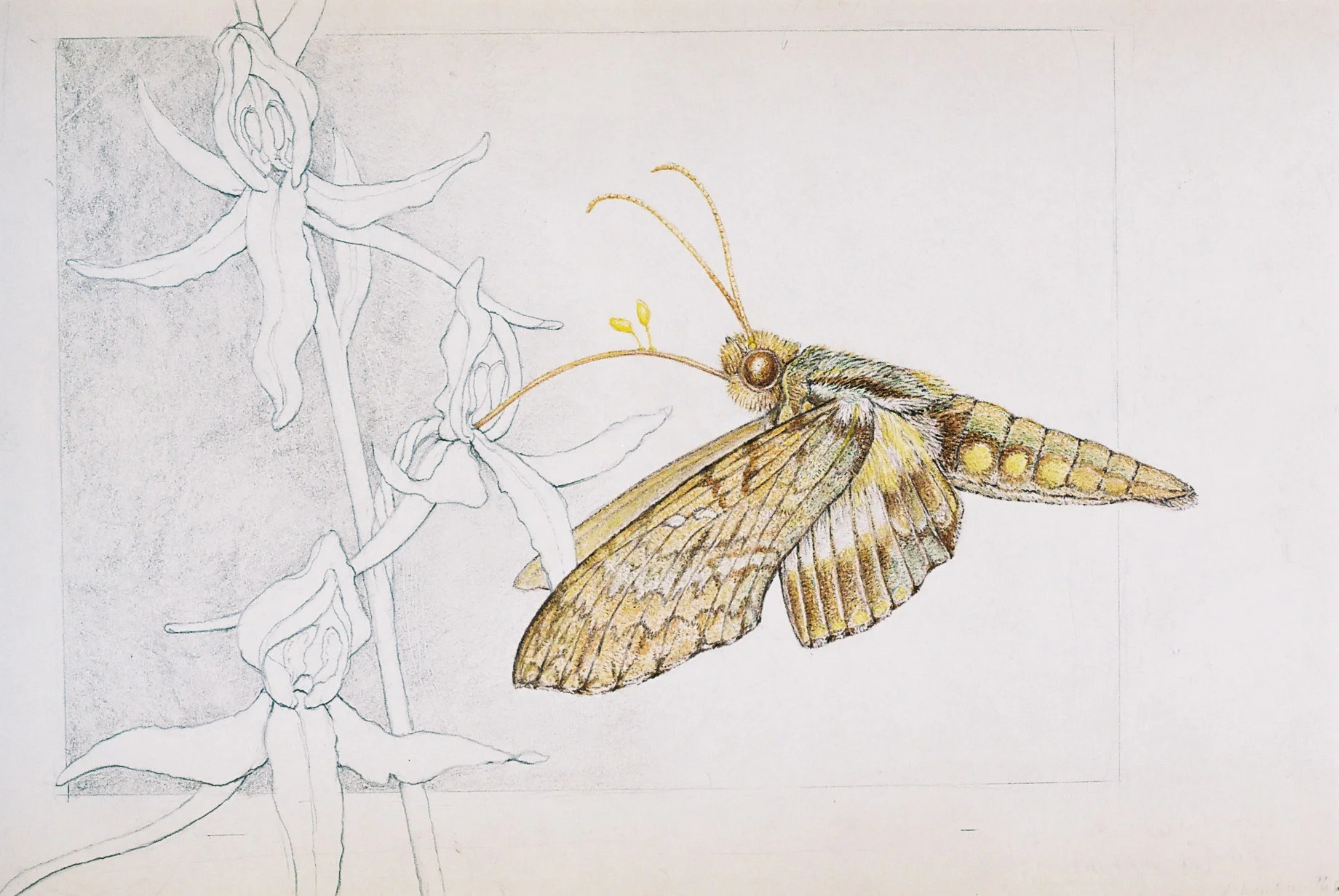 Hawkmoth