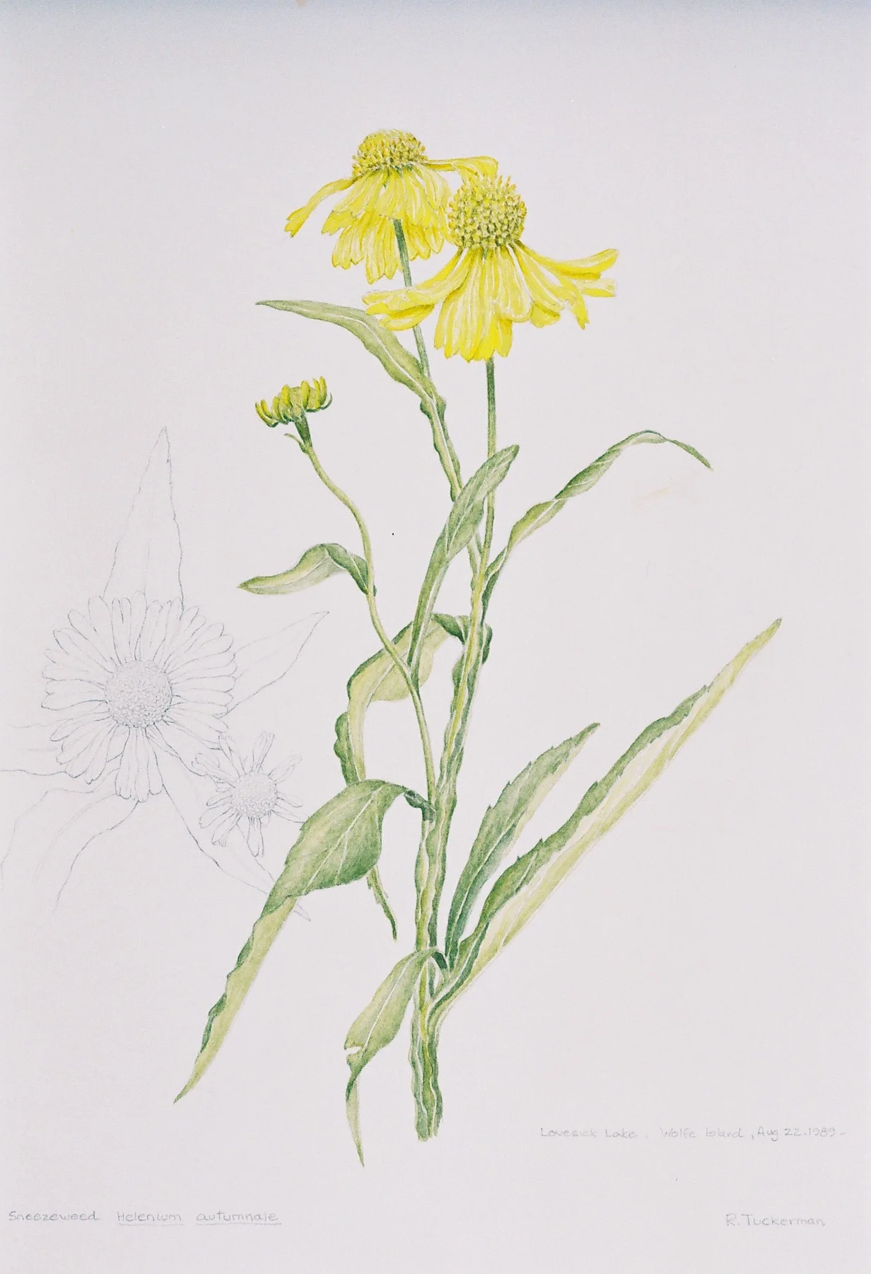 Sneezeweed