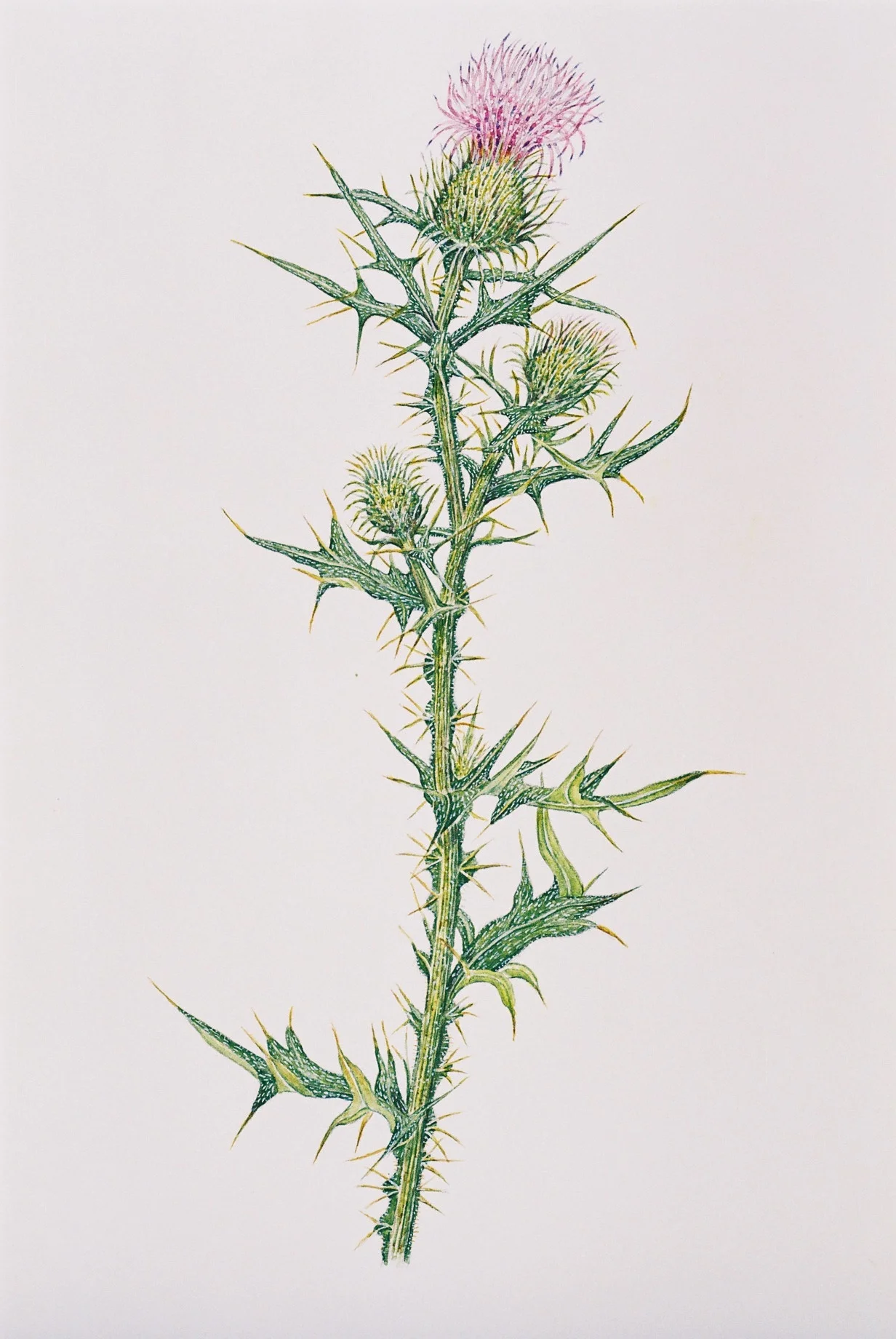 Thistle