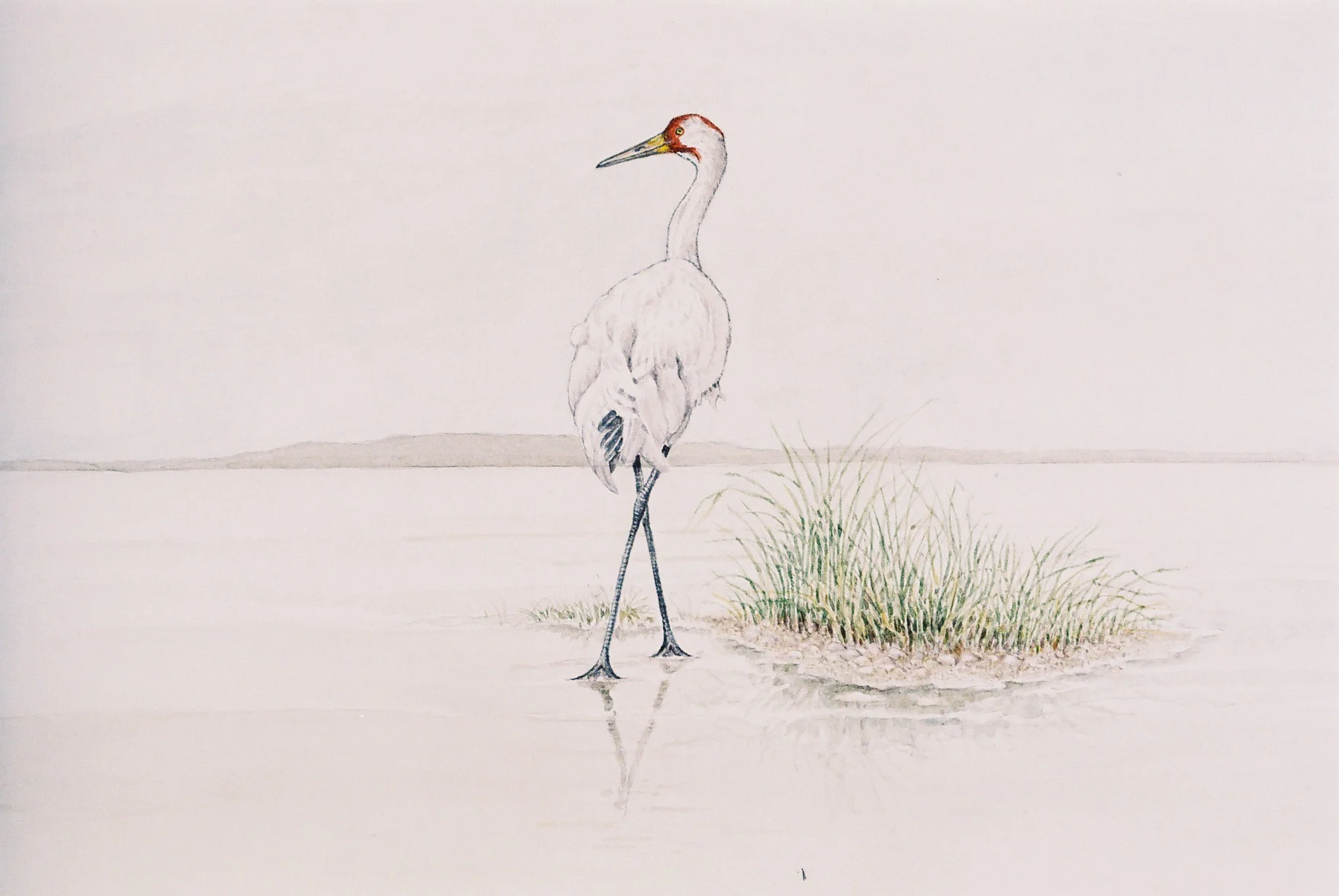Sandhill Crane