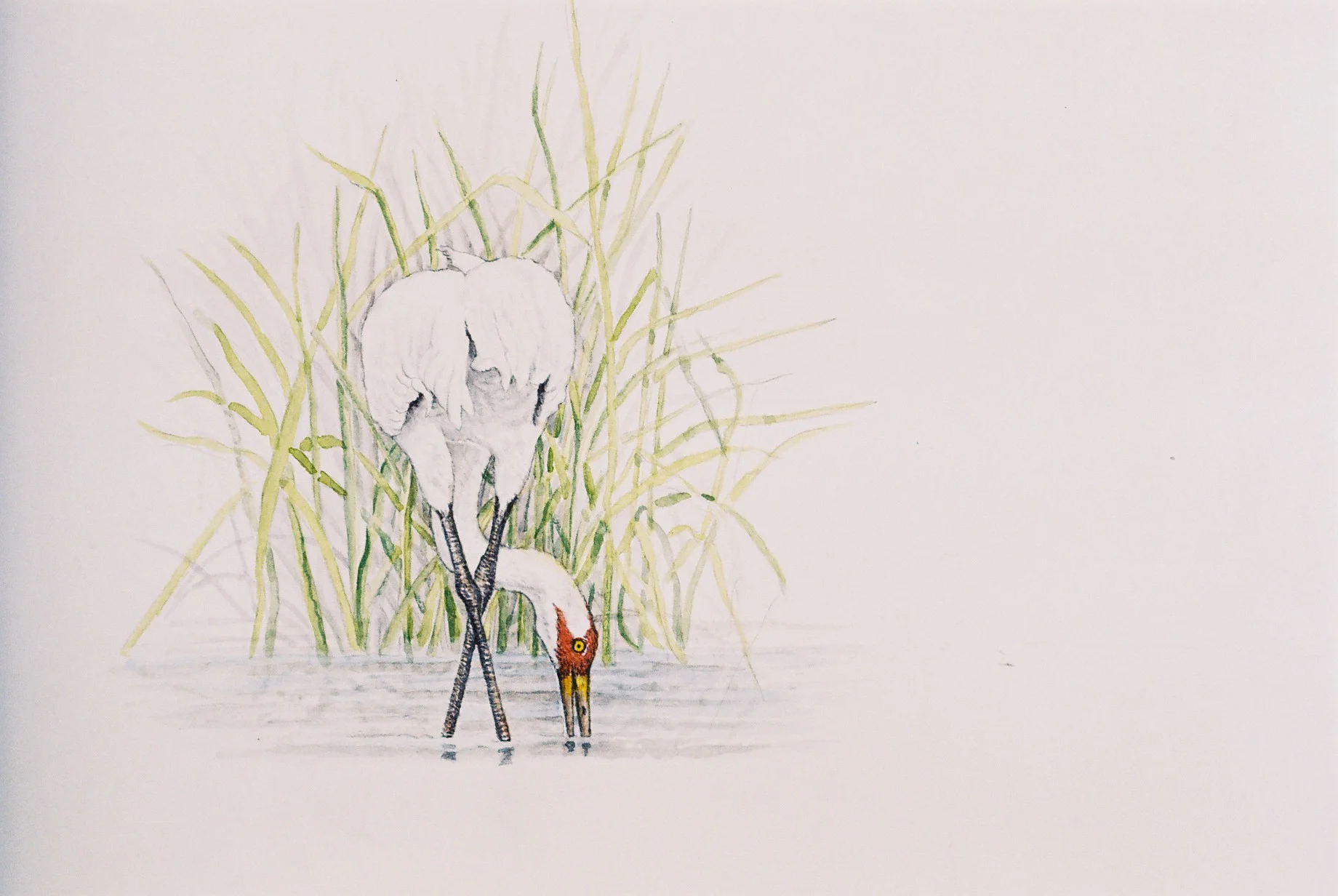 Sandhill Crane