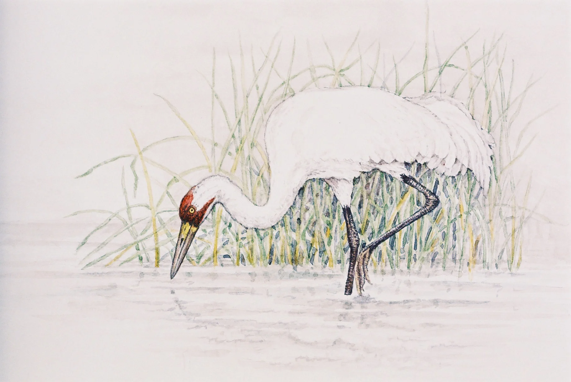 Sandhill Crane