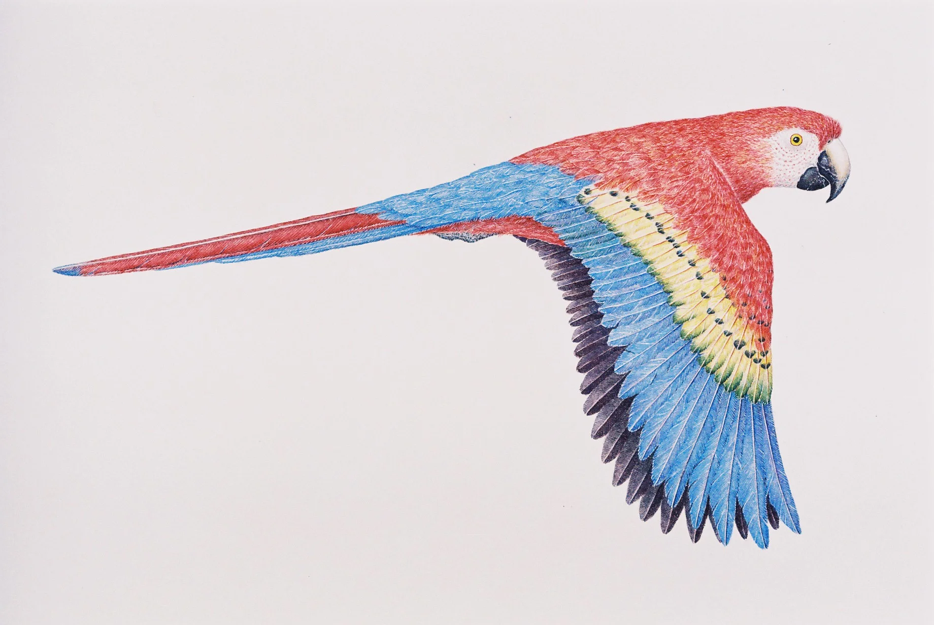 Macaw