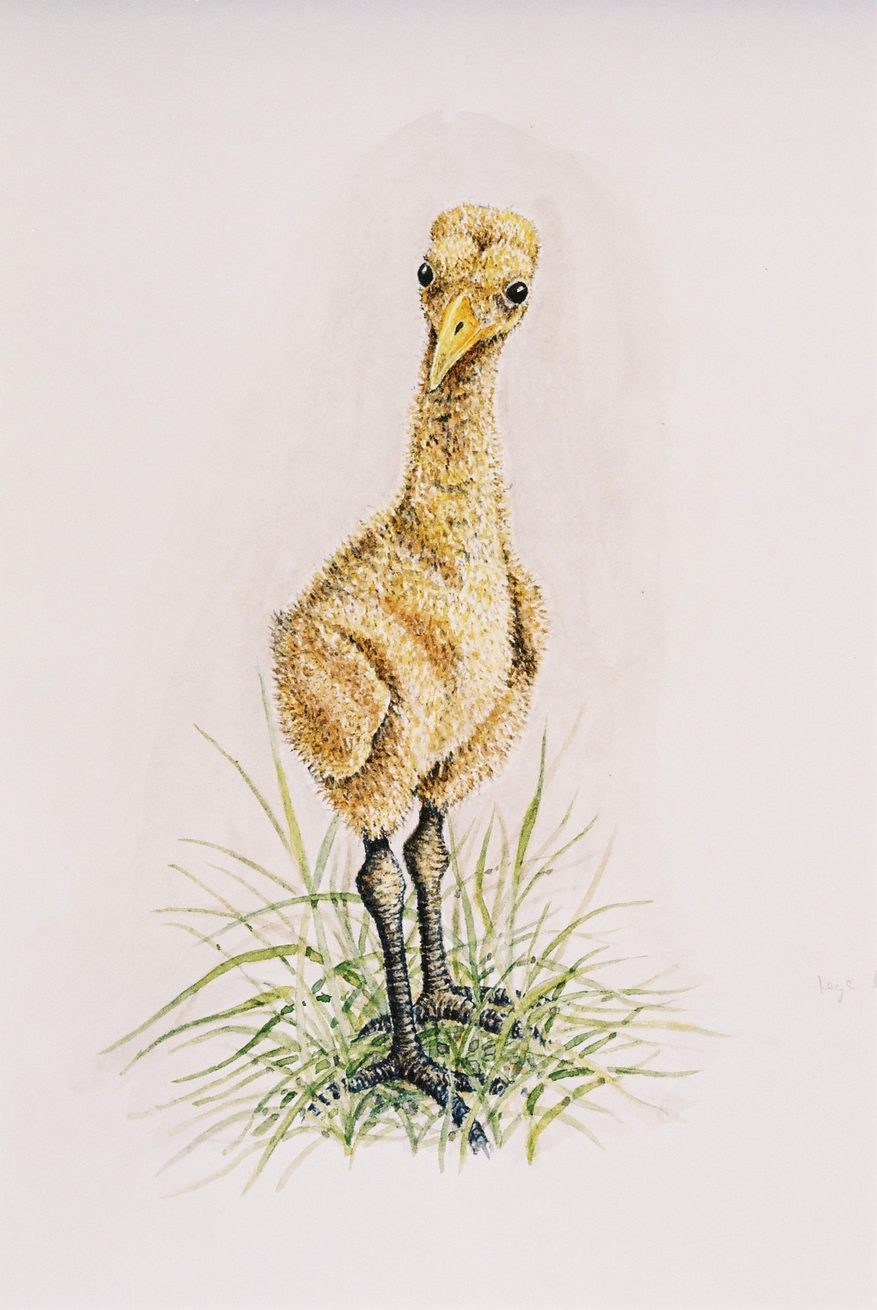 Crane