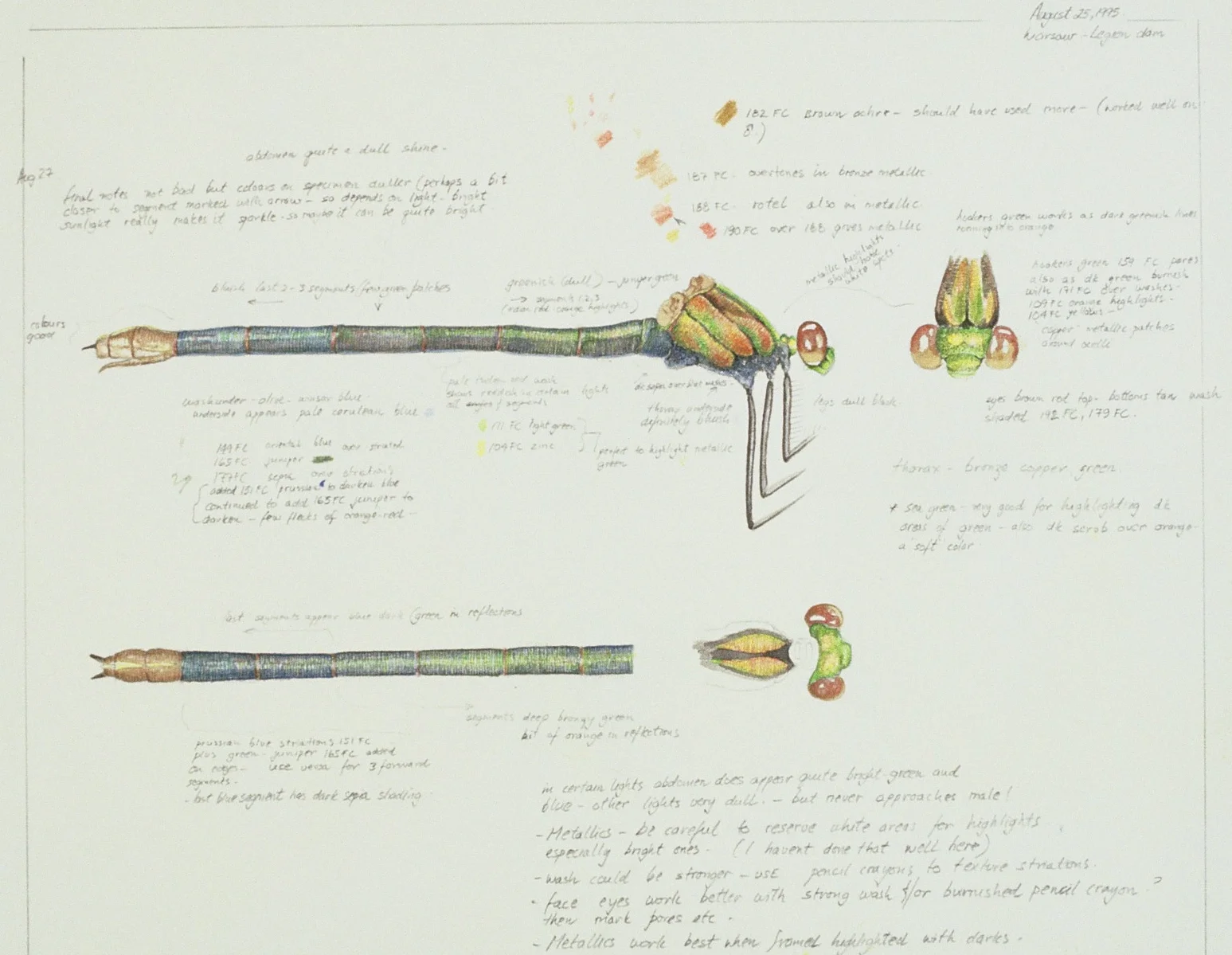 Black-winged Damselfy