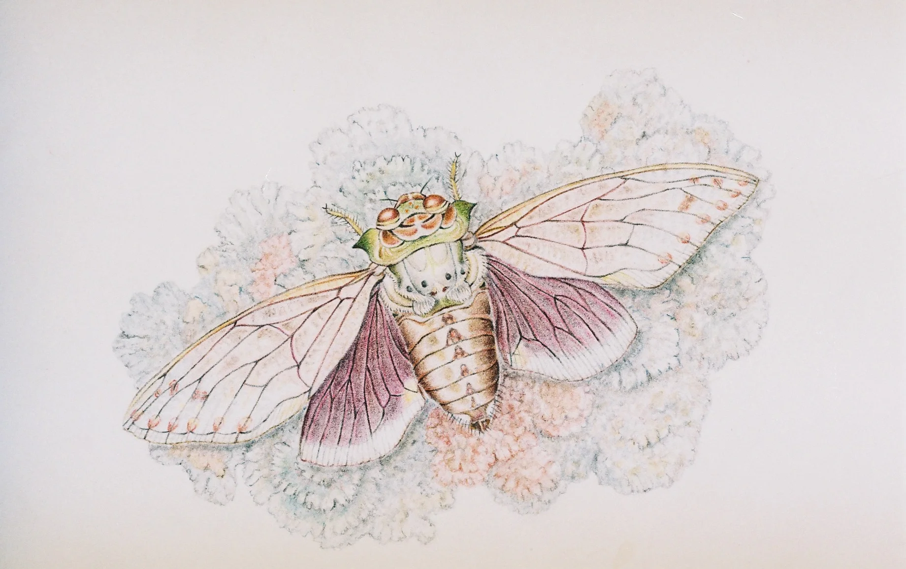 Cicada