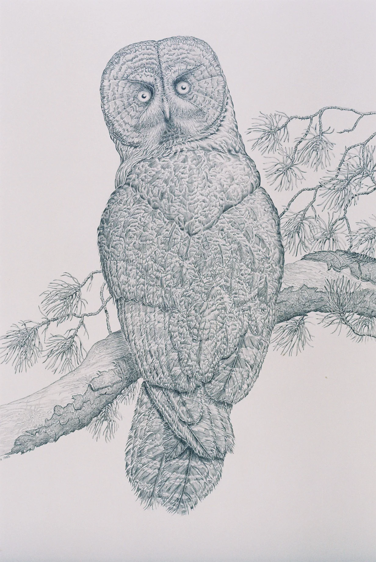 Great Grey Owl