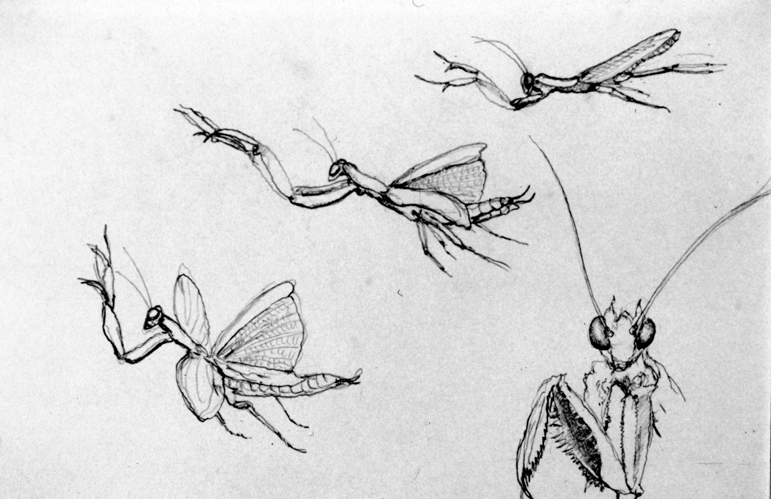 Preying Mantid Sketches