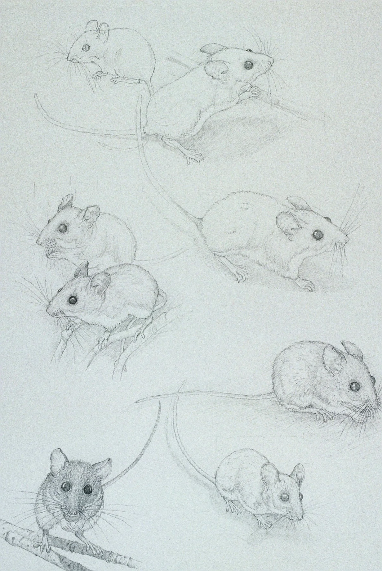 White-footed Deer Mice
