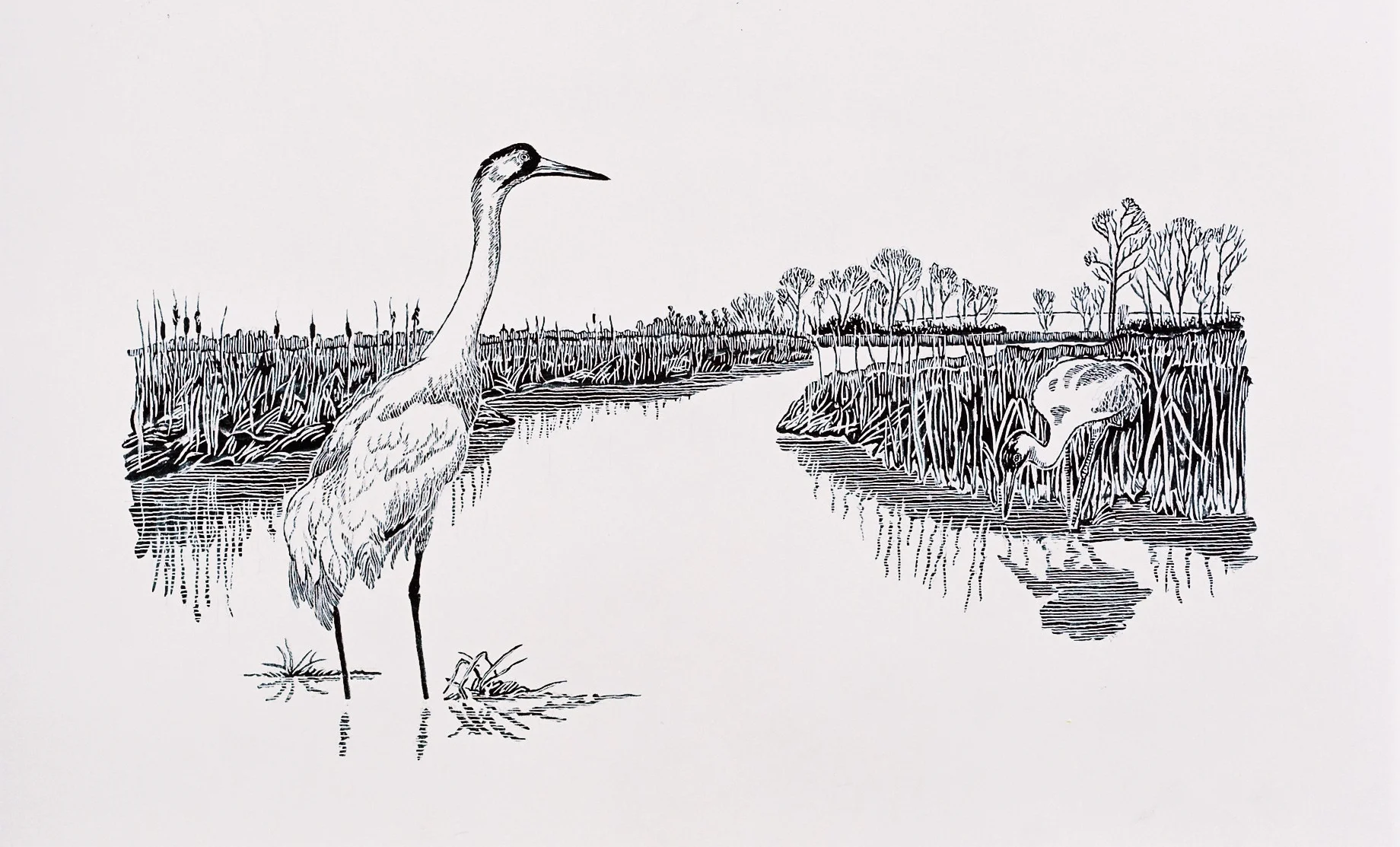 Sandhill Crane