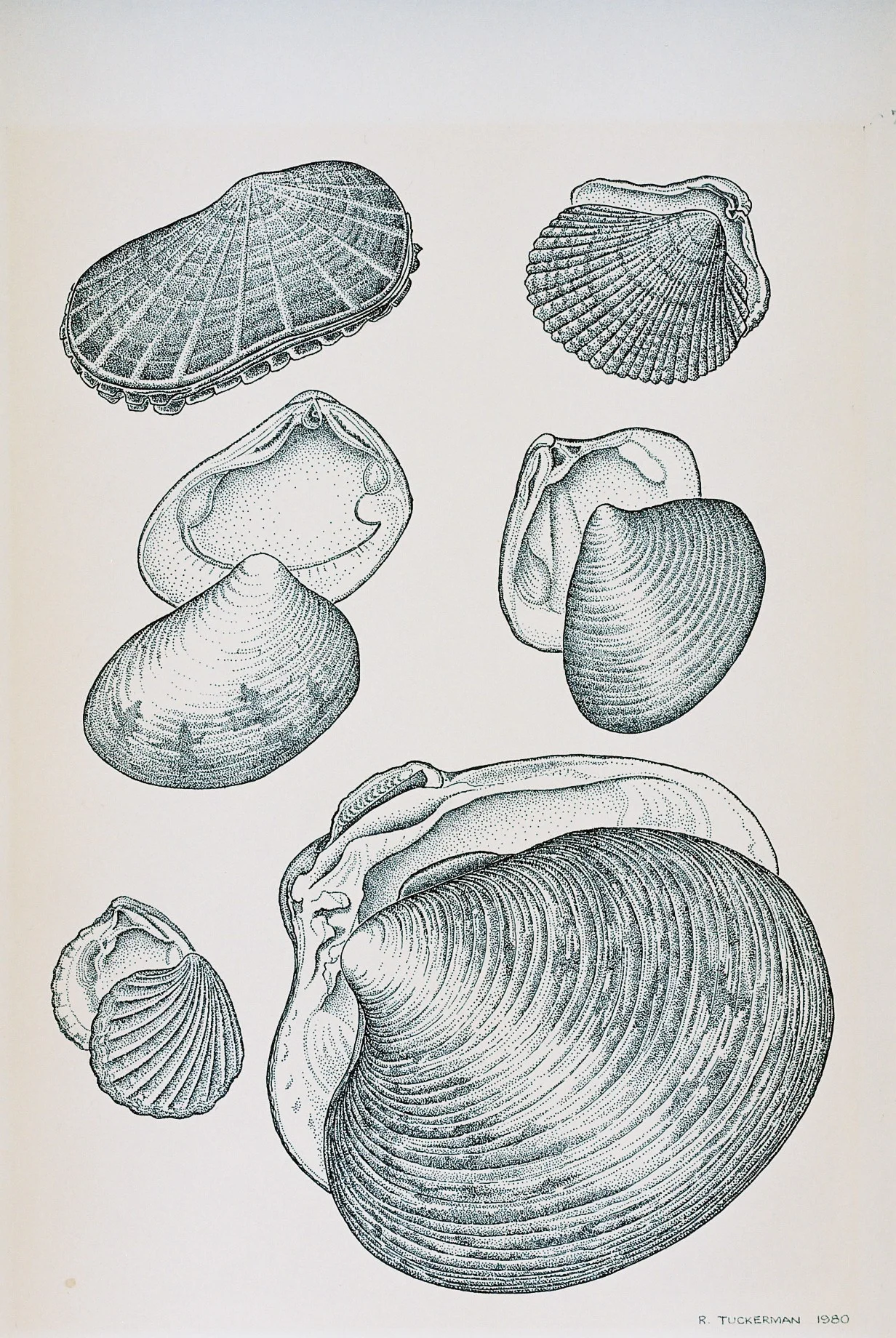 Illustration Sierra Club Field Guide North American Coast.