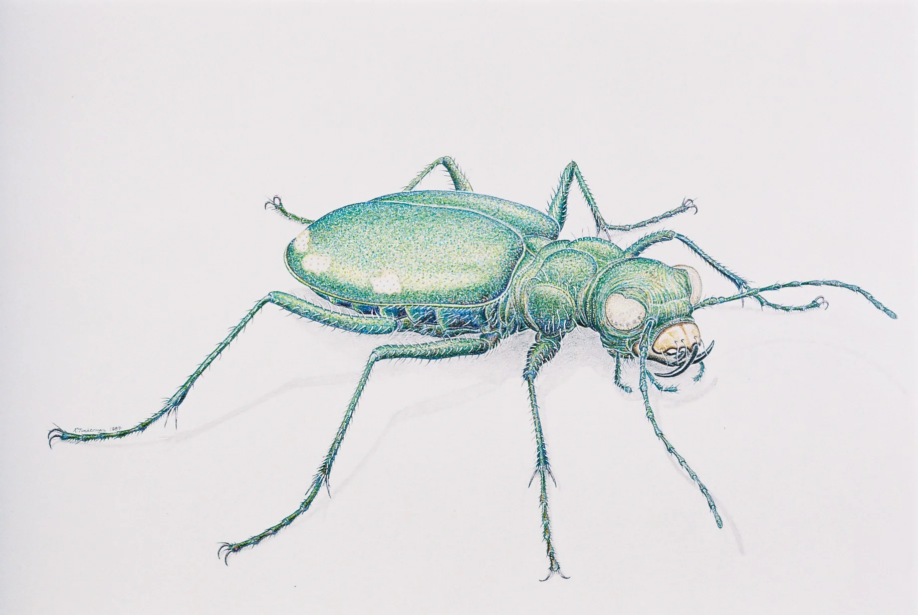 Tiger Beetle