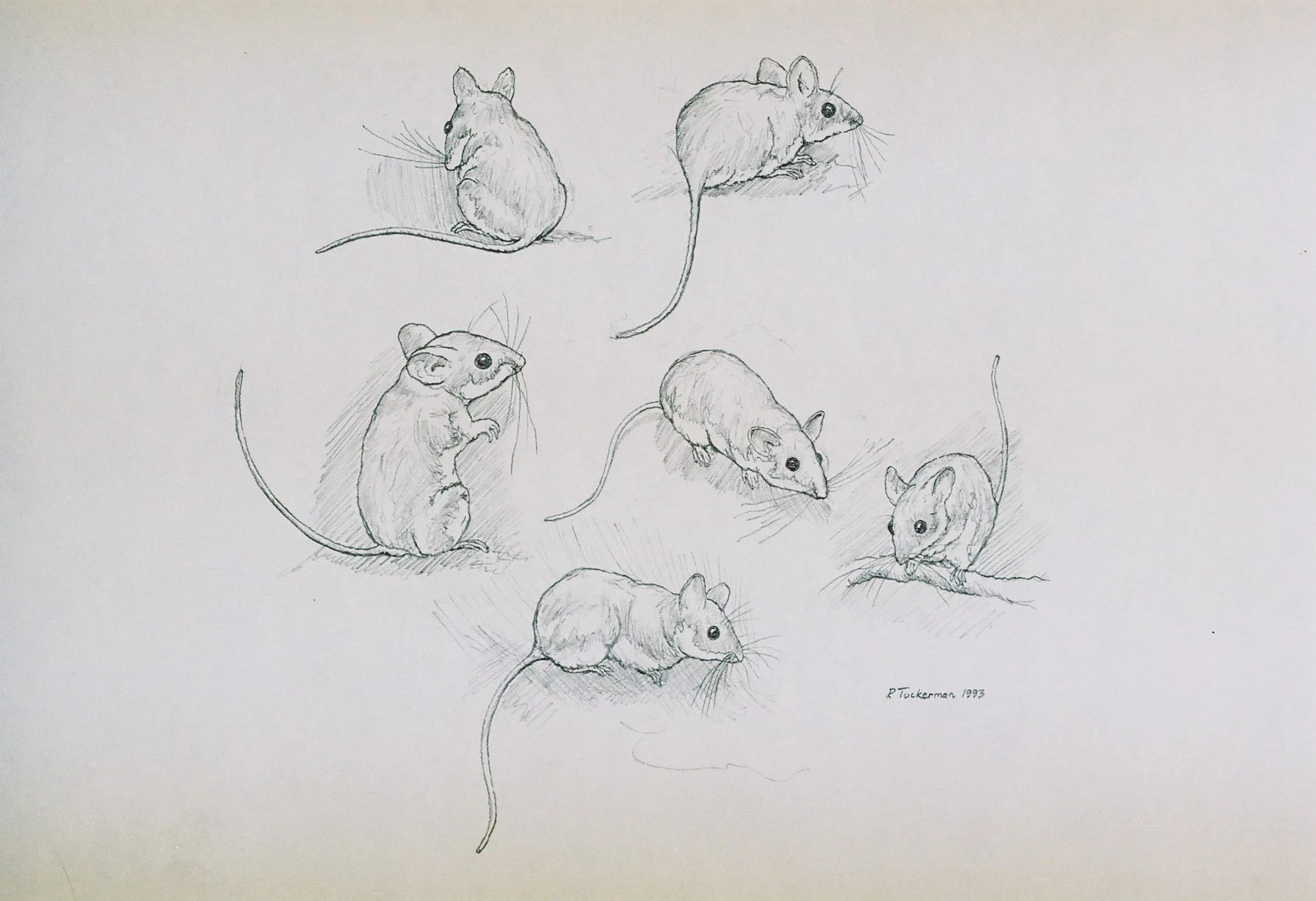 White-footed Deer Mice