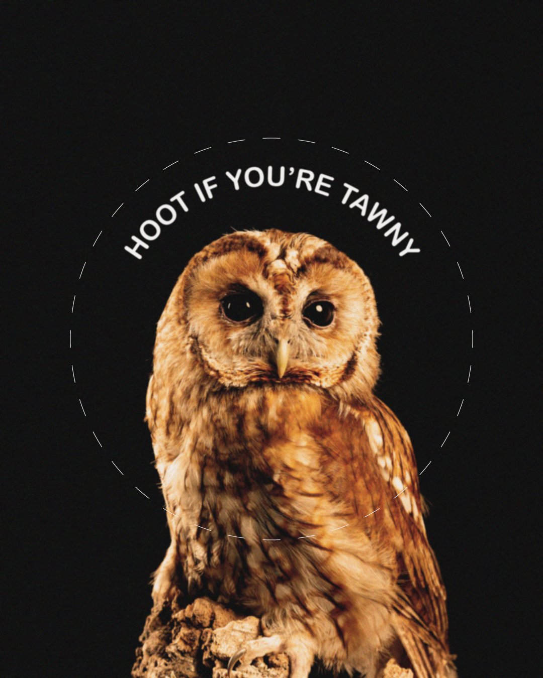 hoot if you're.jpg