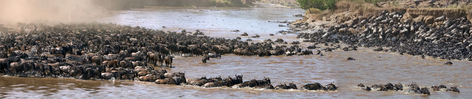 The Great Wildebeest Migration through the Serengetti