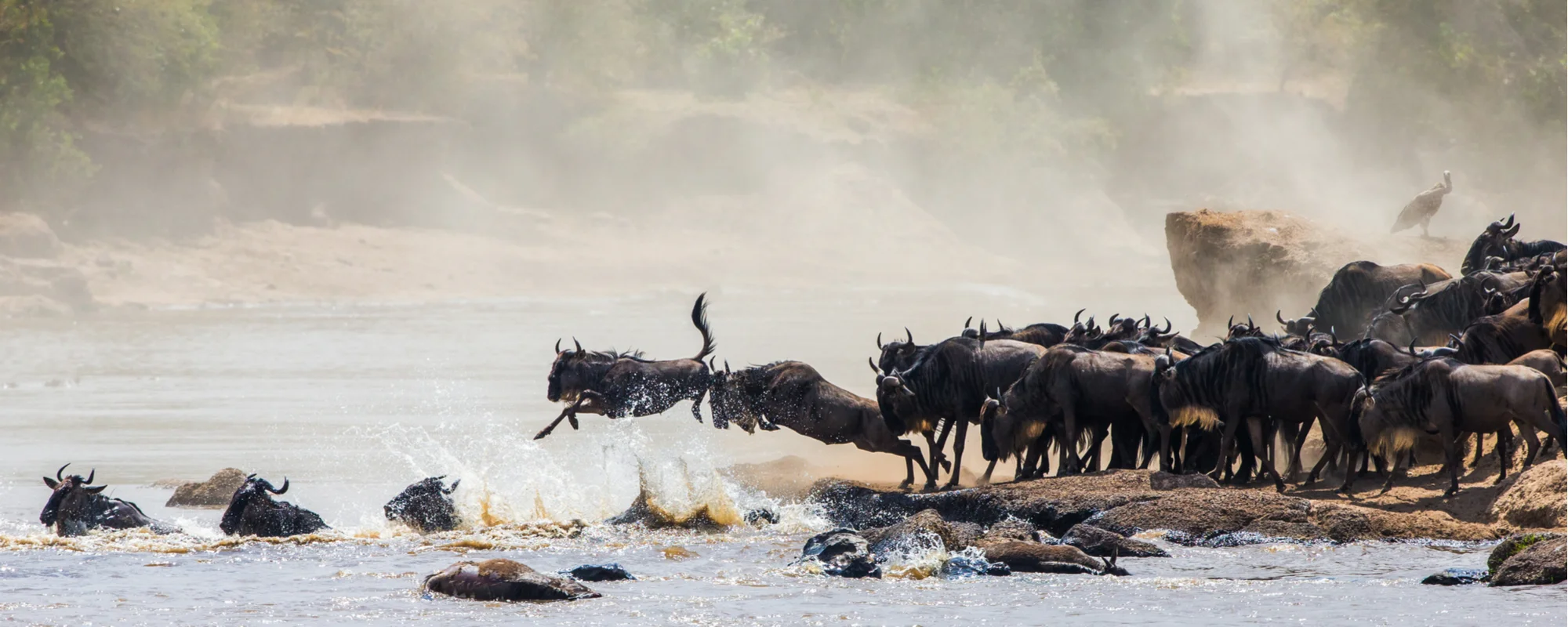 The Great Wildebeest Migration through the Serengeti and Ngorongoro National Parks