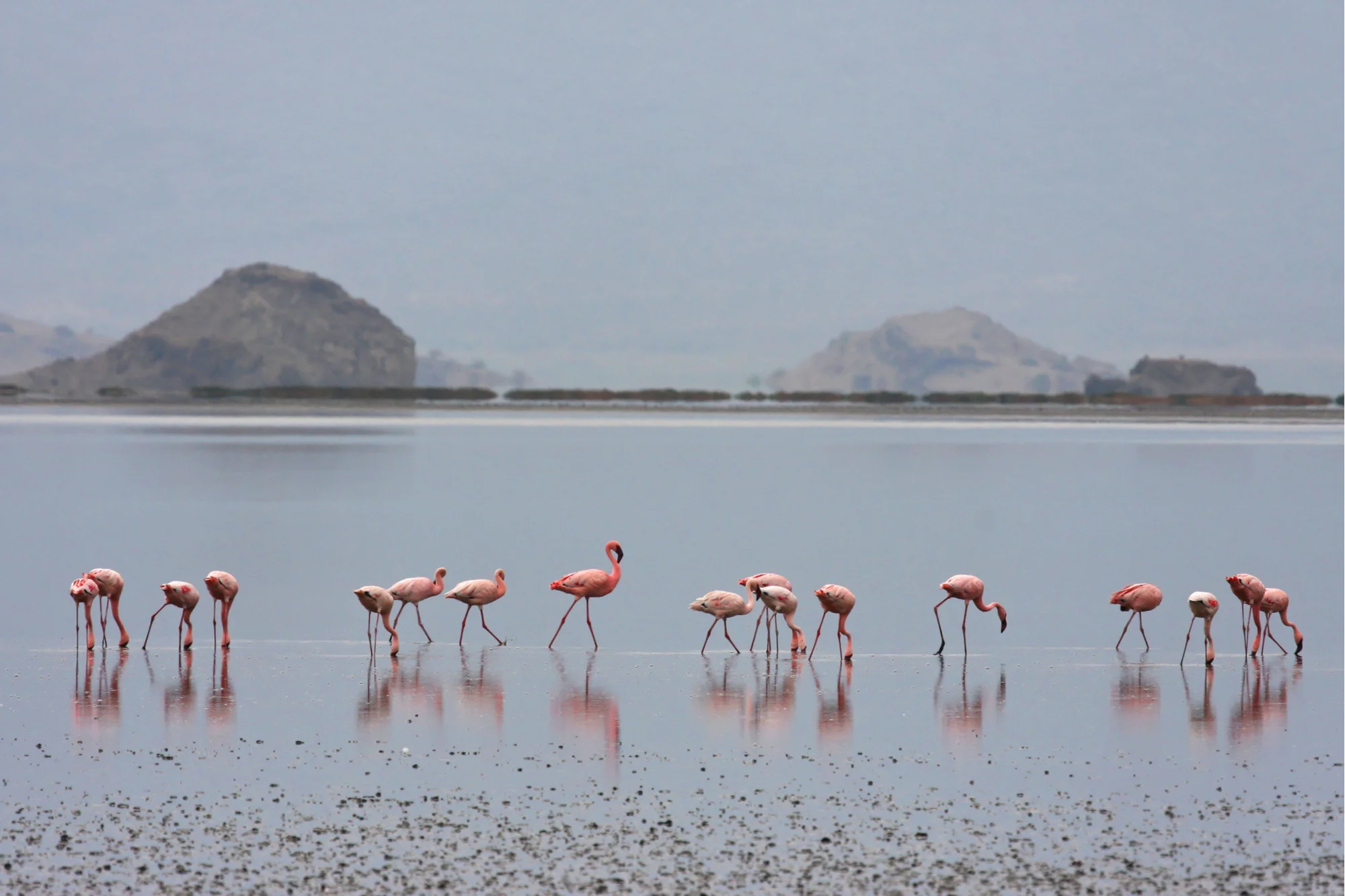 Flamingoes at Lake Natron