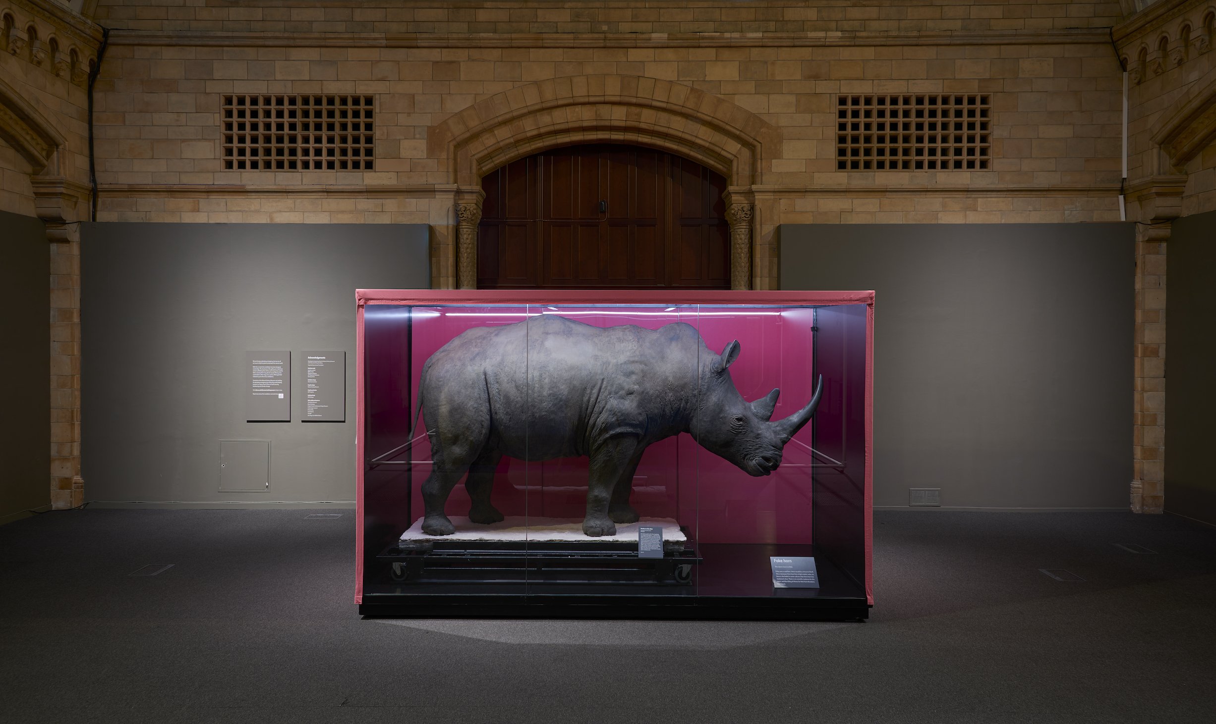 A large display case with a taxidermied white rhino standing facing the right side of the case.