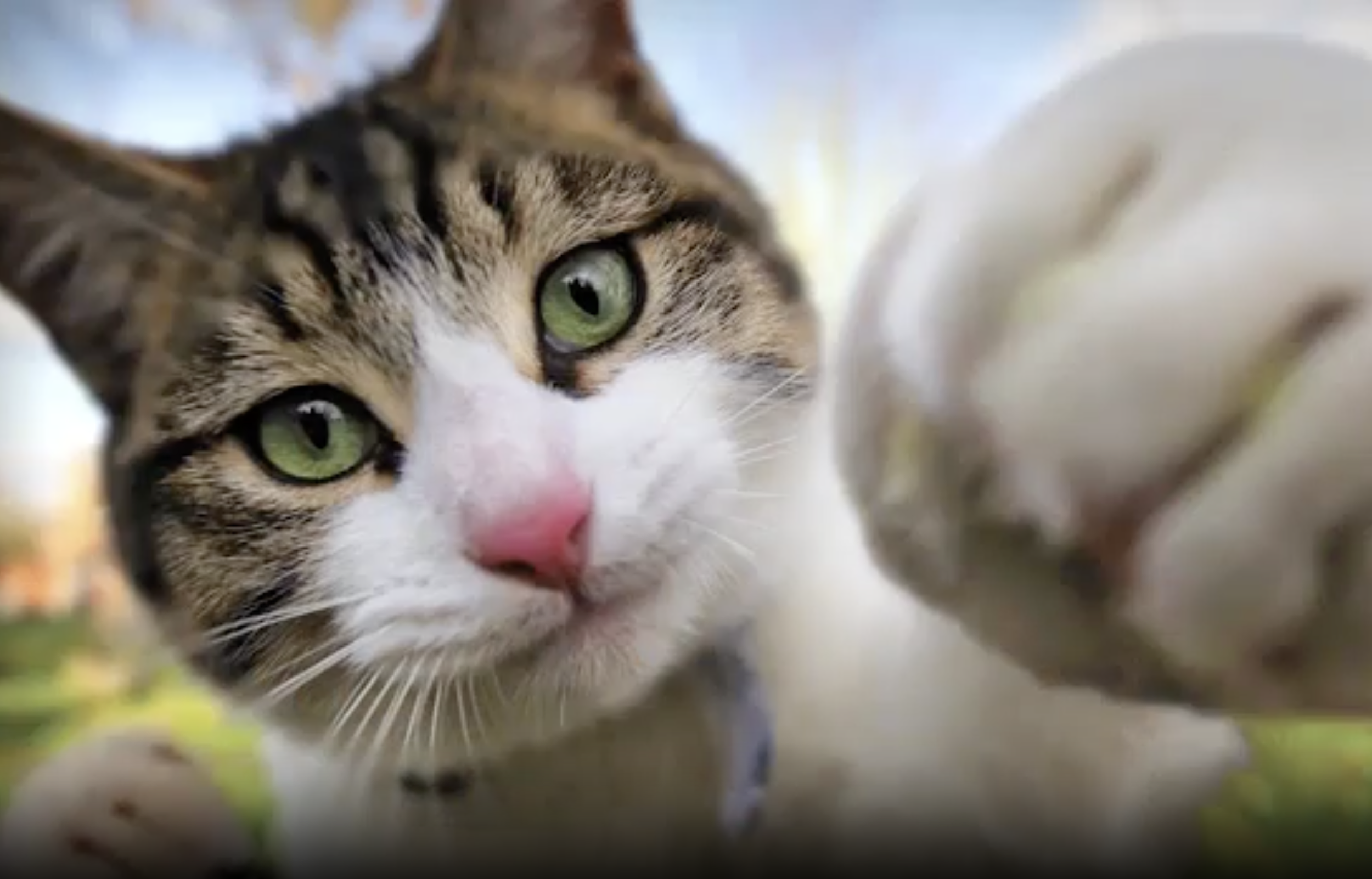 Best Friends: Cat Adoption