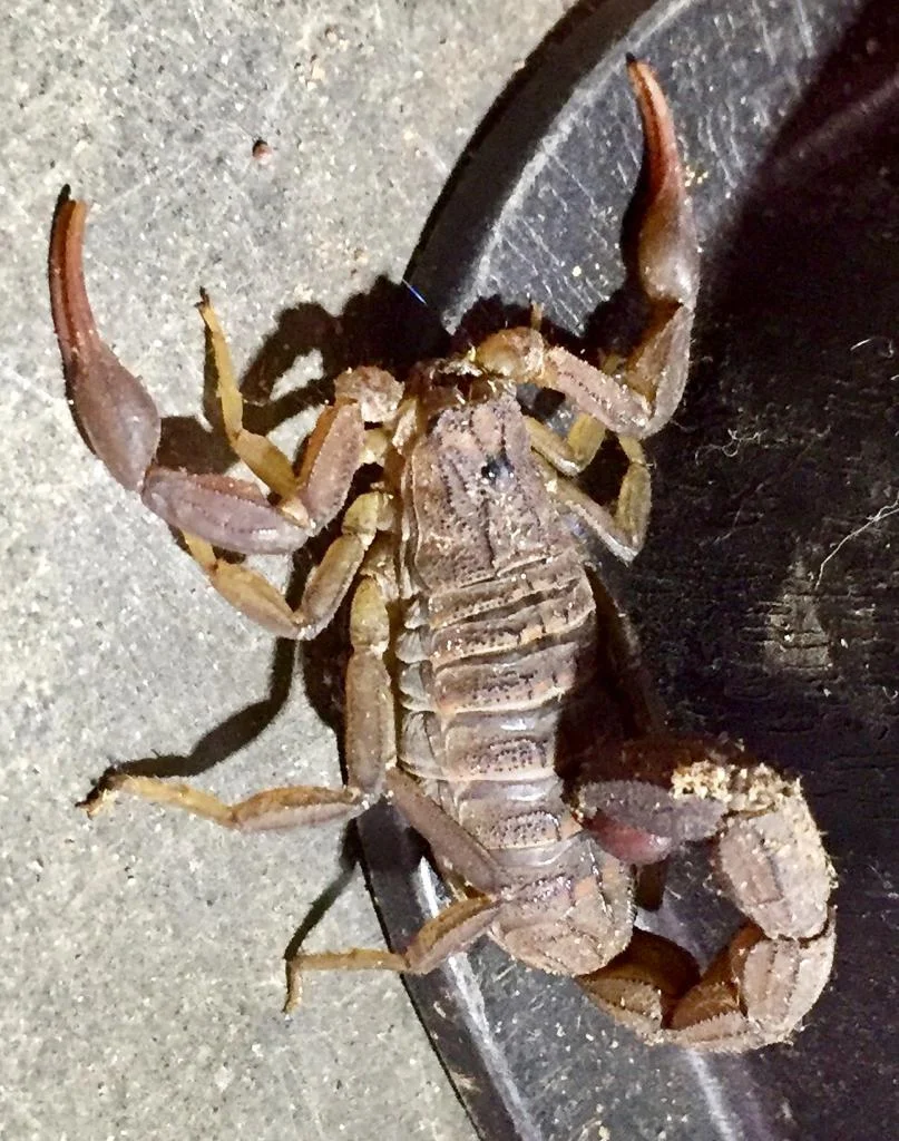 Mr. Scorpion visits the dentist.