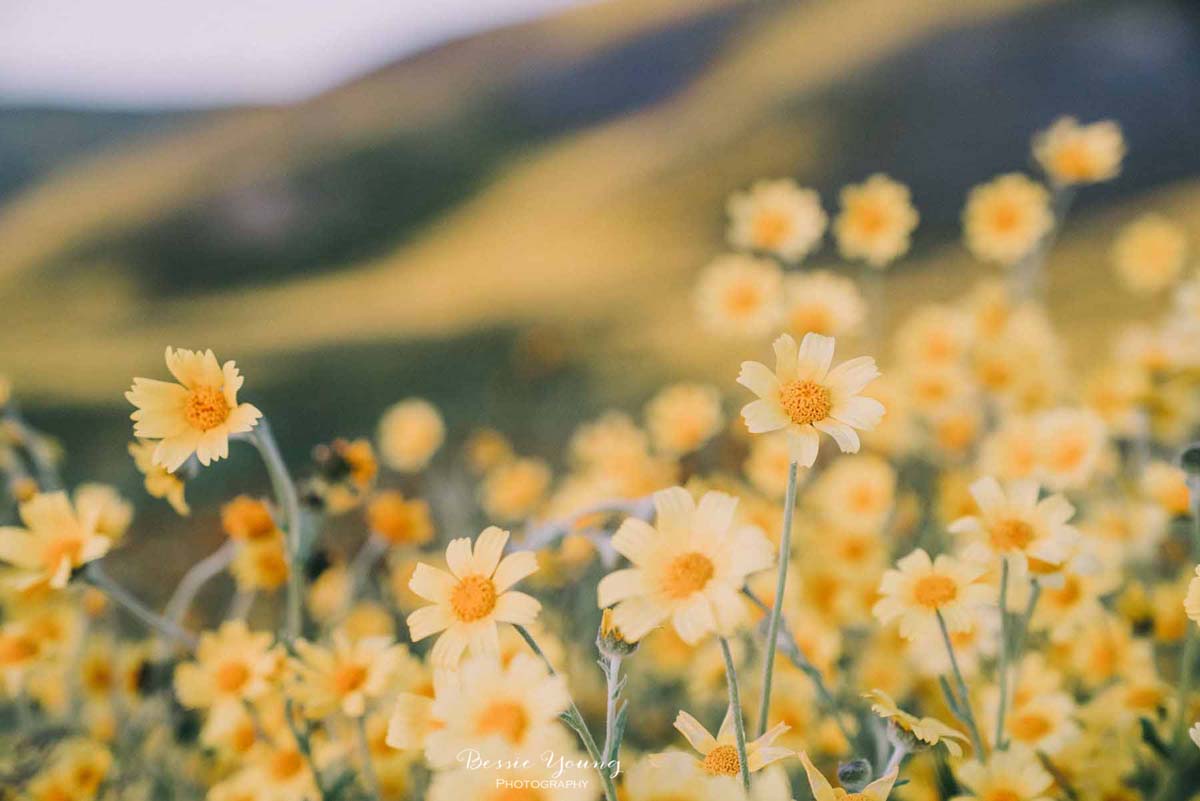 Corrizo Plain Super Bloom 23.jpg