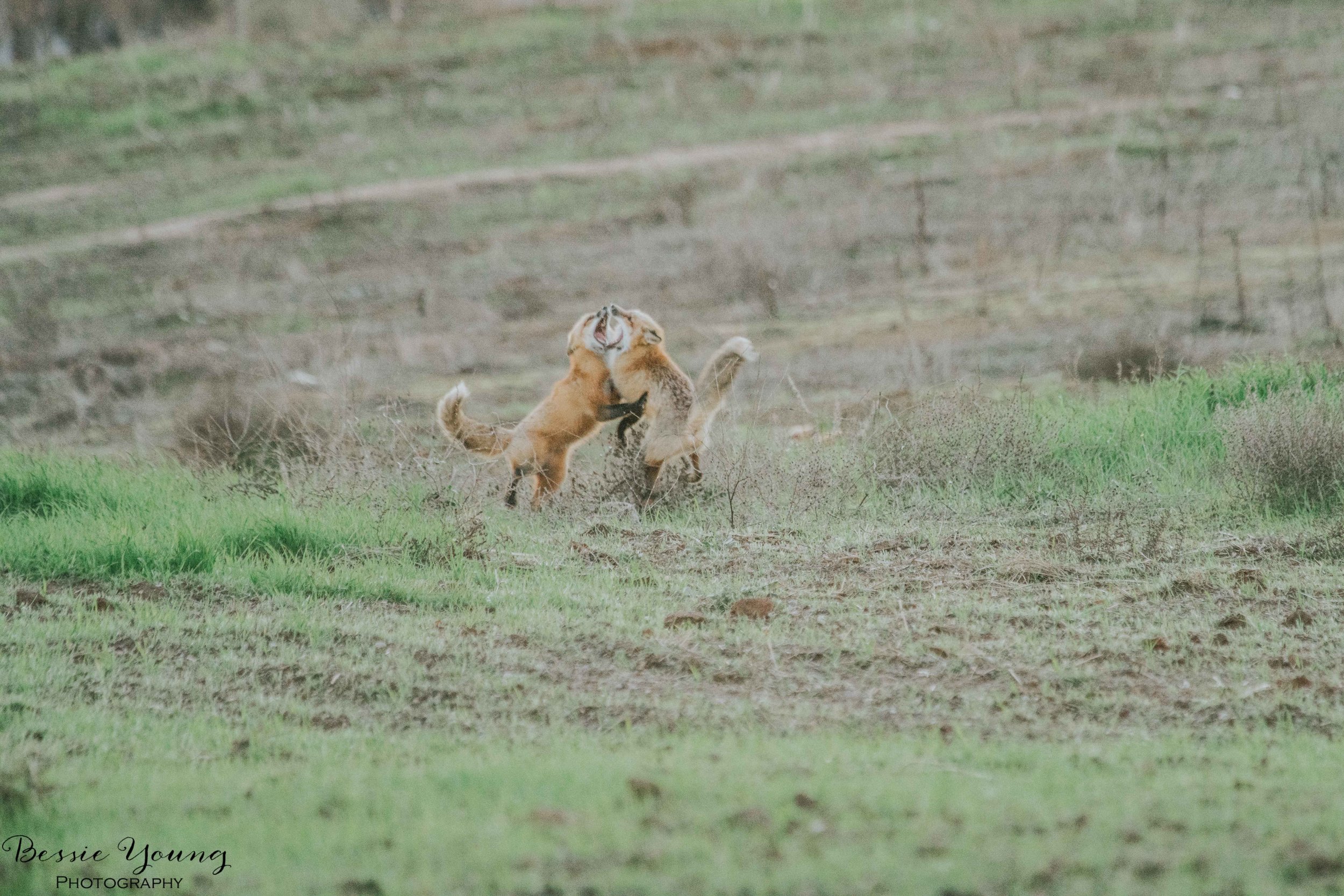 Foxes in Fresno 2016 - Bessie Young Photography-31.jpg