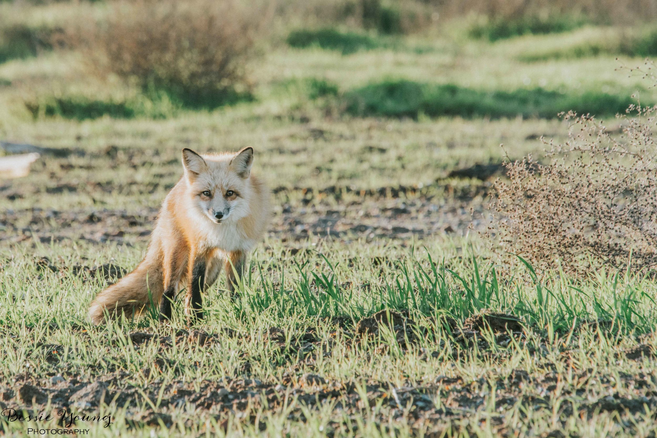 Foxes in Fresno 2016 - Bessie Young Photography-5.jpg