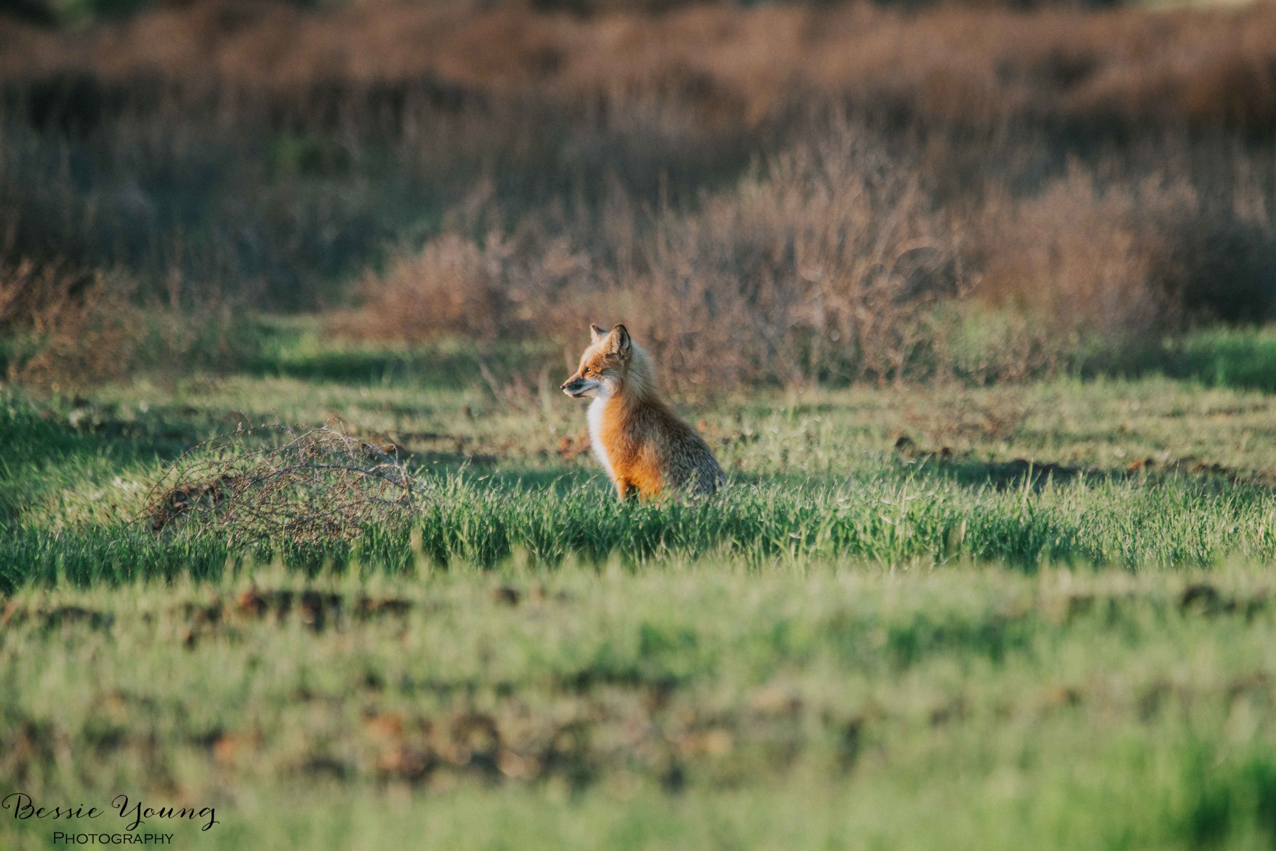 Foxes in Fresno 2016 - Bessie Young Photography-25.jpg