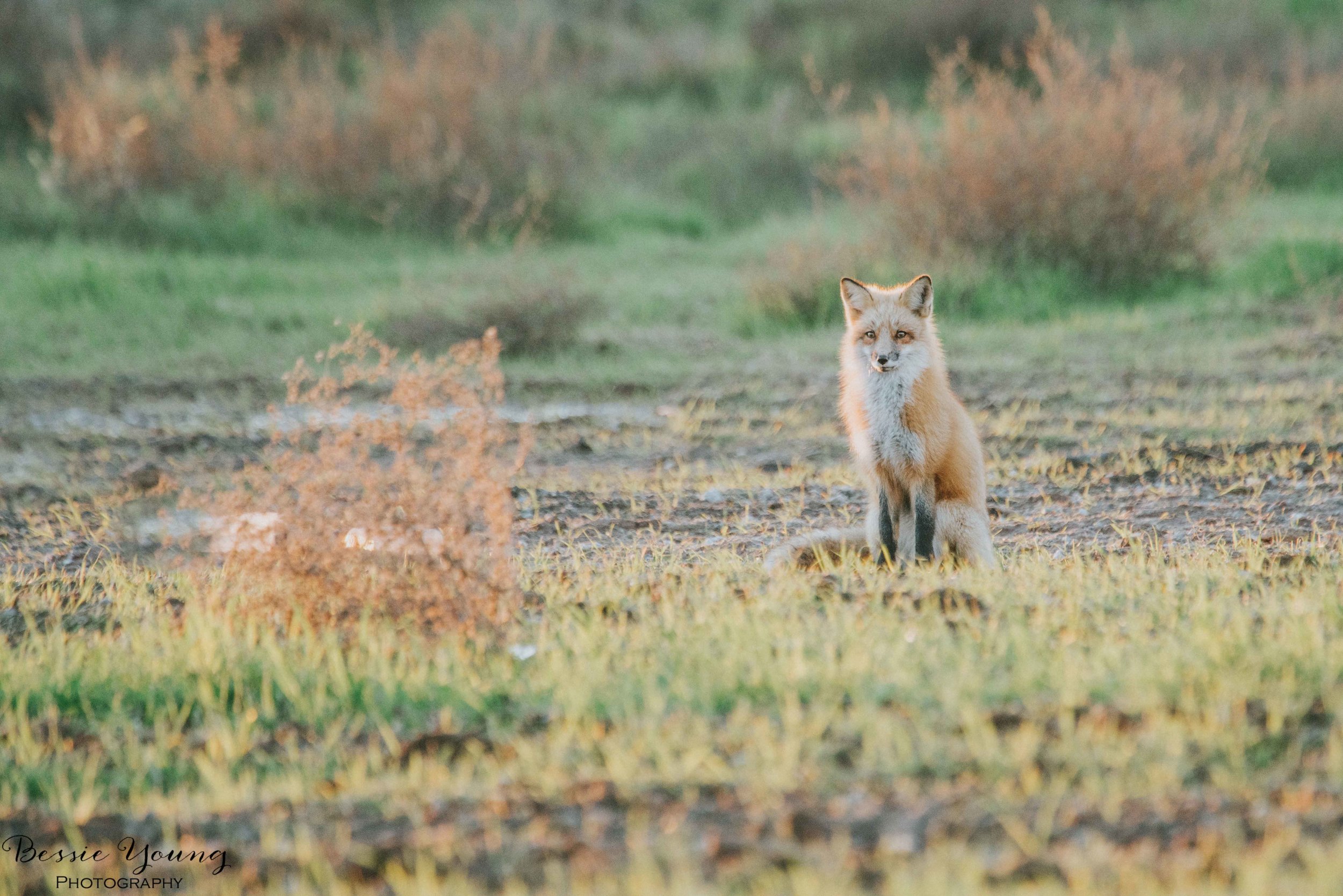 Foxes in Fresno 2016 - Bessie Young Photography-26.jpg