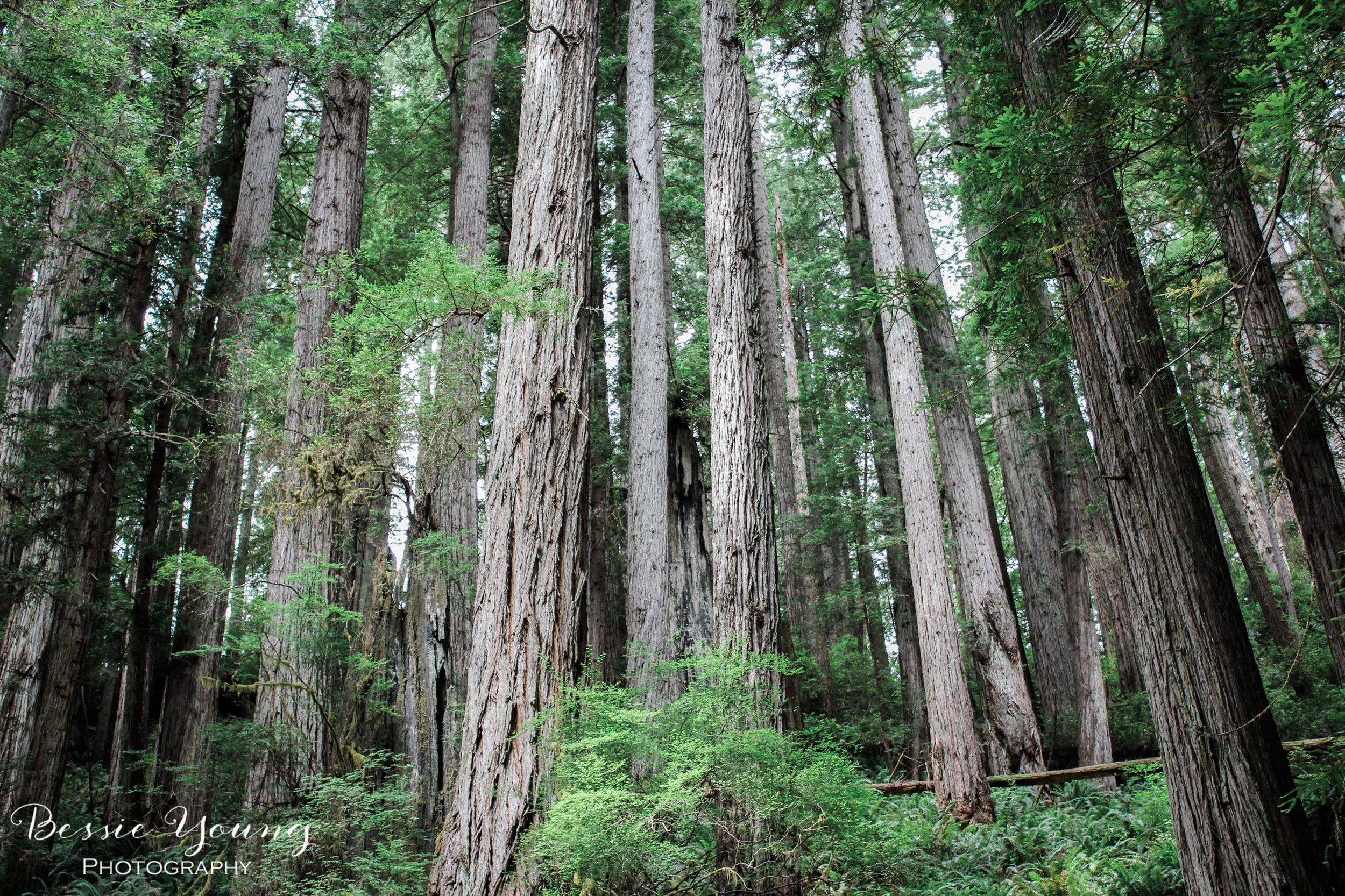 Redwood Photograph by Bessie Young