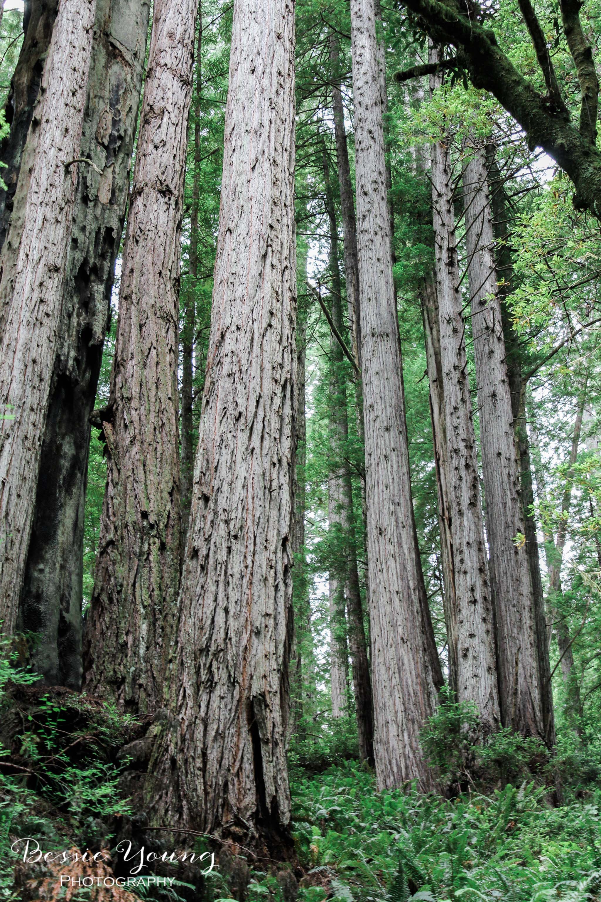 Redwood Photograph by Bessie Young