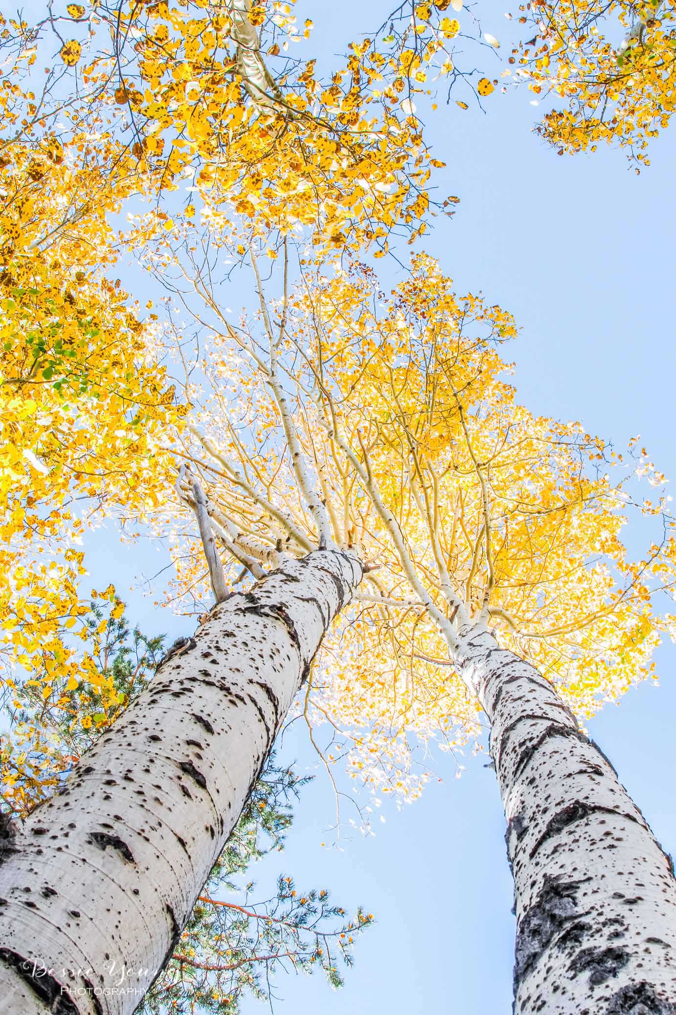 Aspen Fine Art Print by Bessie Young