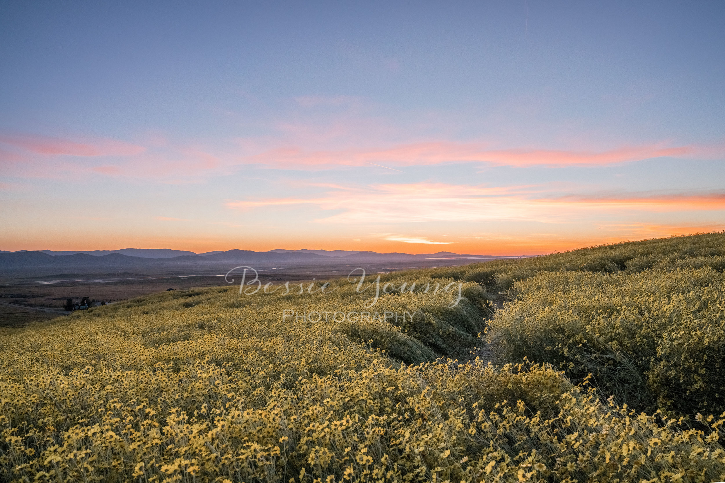 Corrizo Plain Super Bloom by Bessie Young Photography.jpg