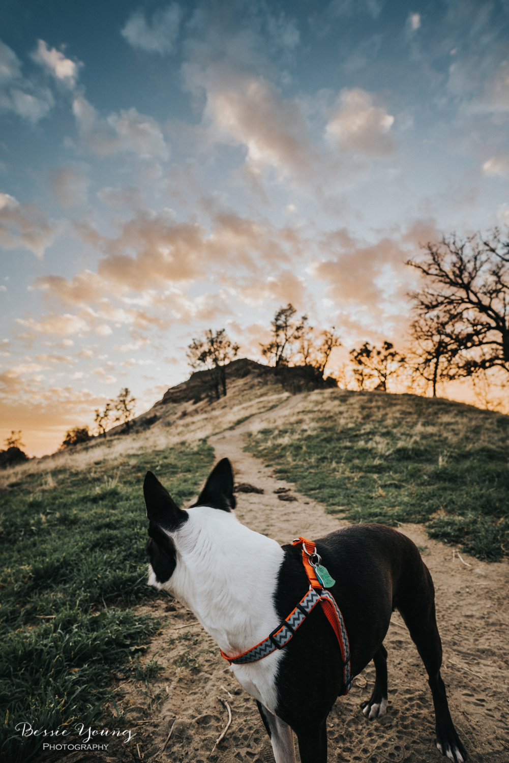 Pincushion Trail Fresno - Testing the Sony A7riii and Batis Lens - Landscape Photography - Bessie Young Photography