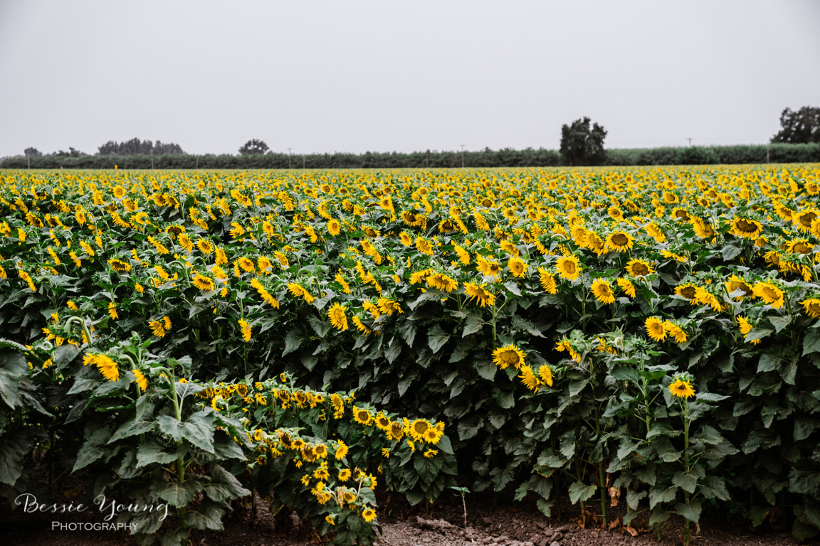 Landscape Photography Tips and Tricks - Sunflower Fields in Sacramento by Bessie Young Photography - Suflower Photograph