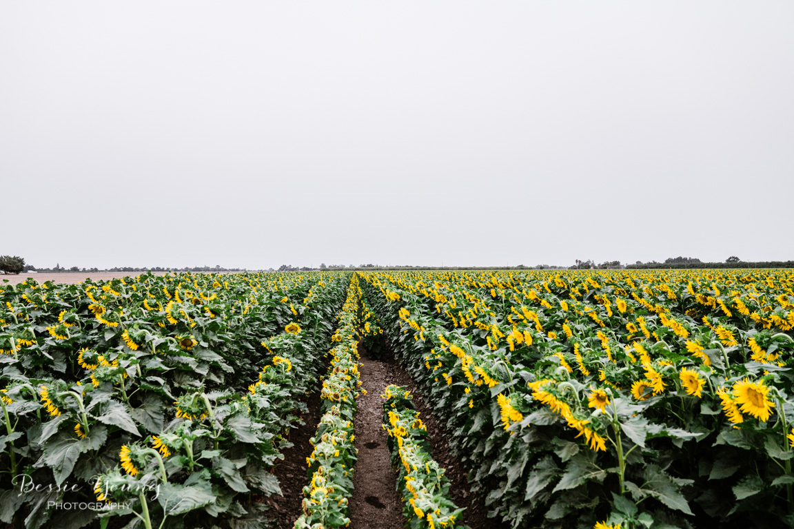 Landscape Photography Tips and Tricks - Sunflower Fields in Sacramento by Bessie Young Photography - Suflower Photograph