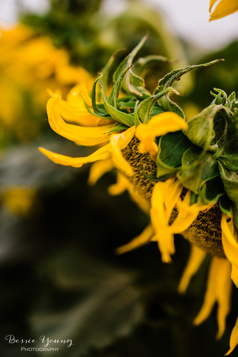 Landscape Photography Tips and Tricks - Sunflower Fields in Sacramento by Bessie Young Photography - Sunflower Photograph