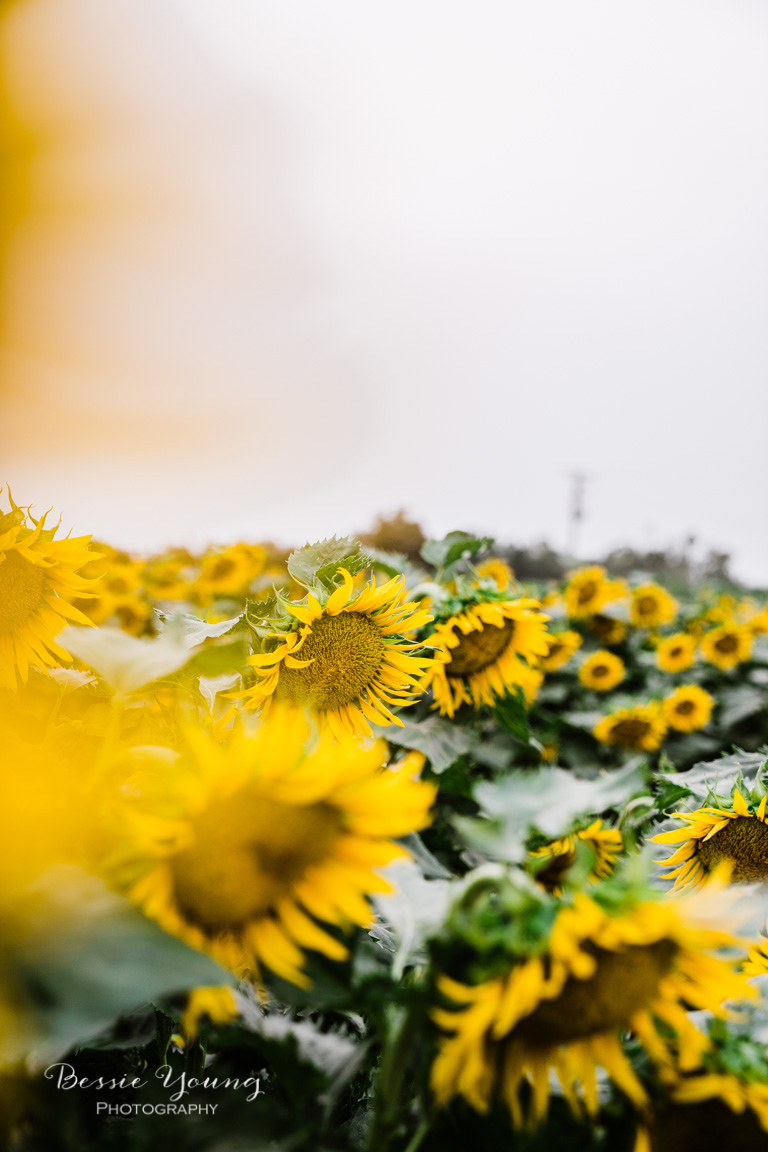 Landscape Photography Tips and Tricks - Sunflower Fields in Sacramento by Bessie Young Photography - Sunflower Photograph