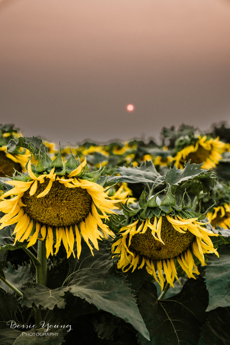 Landscape Photography Tips and Tricks - Sunflower Fields in Sacramento by Bessie Young Photography - Sunflower Photograph