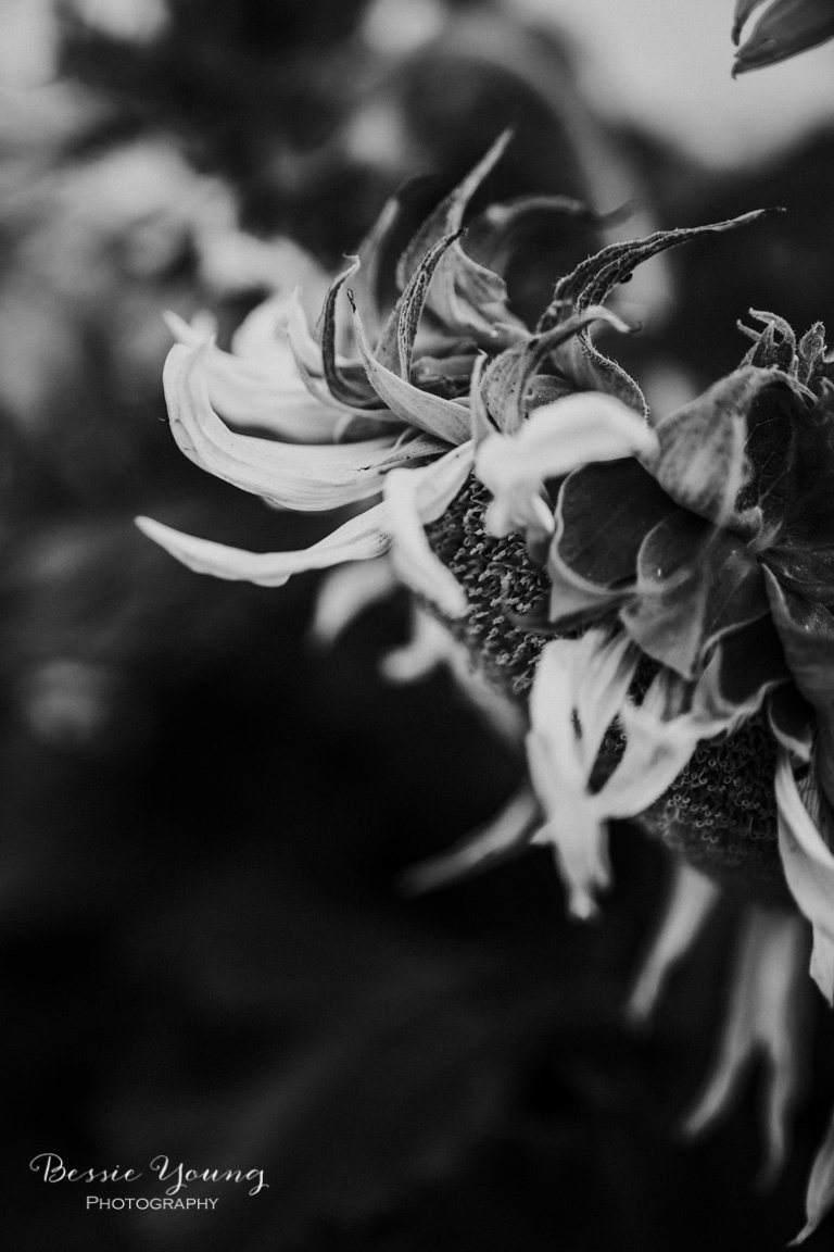 Landscape Photography Tips and Tricks - Sunflower Fields in Sacramento by Bessie Young Photography - Sunflower Photograph