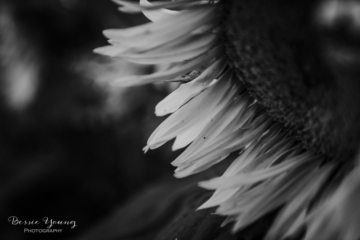 Landscape Photography Tips and Tricks - Sunflower Fields in Sacramento by Bessie Young Photography - Sunflower Photograph