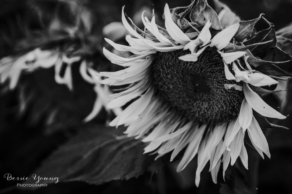 Landscape Photography Tips and Tricks - Sunflower Fields in Sacramento by Bessie Young Photography - Sunflower Photograph