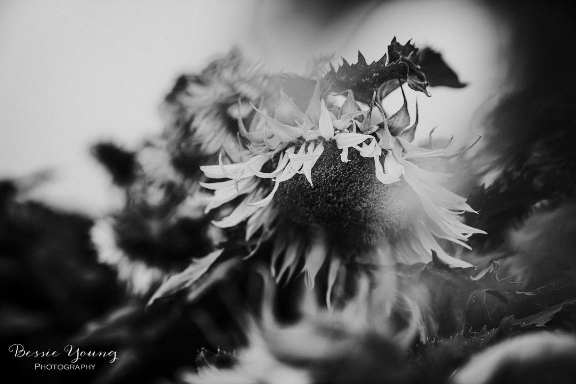 Landscape Photography Tips and Tricks - Sunflower Fields in Sacramento by Bessie Young Photography - Sunflower Photograph